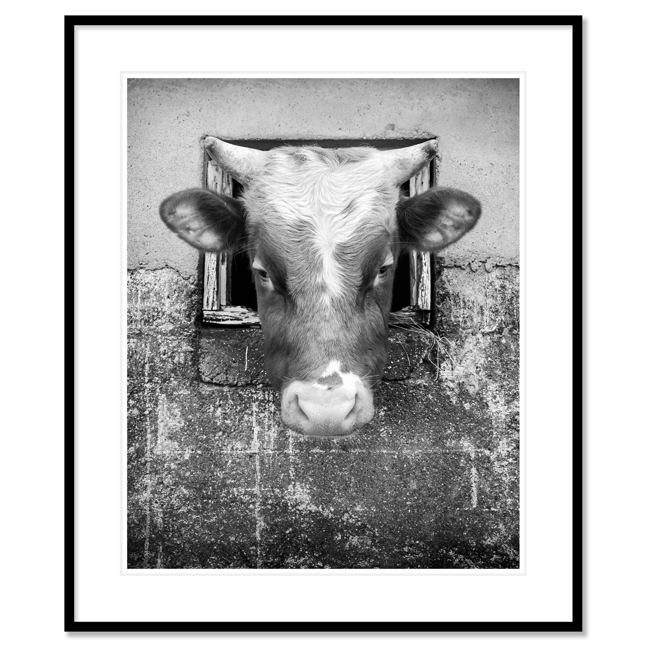 La Vaca Curiosa, Islas Feroe en venta 1