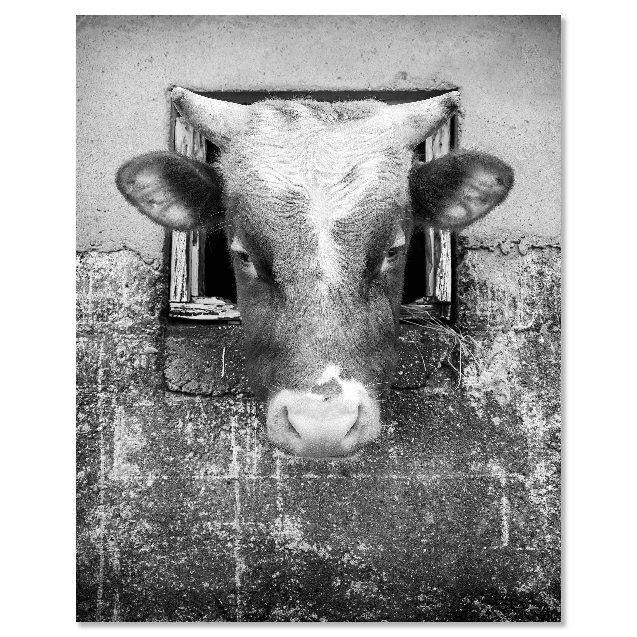 La Vaca Curiosa, Islas Feroe en venta 3