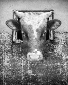 Black and White Photography