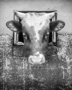 The Curious Cow, Faroe Islands, Limited Edition Black and White Photograph
