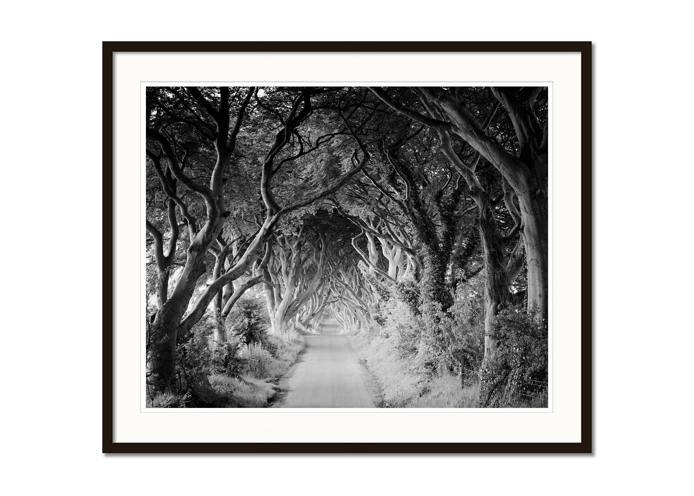 Schwarz-Weiß-Landschaftsfotografie. The Dark Hedges, einzigartige Buchenallee in Nordirland, Filmszene aus 