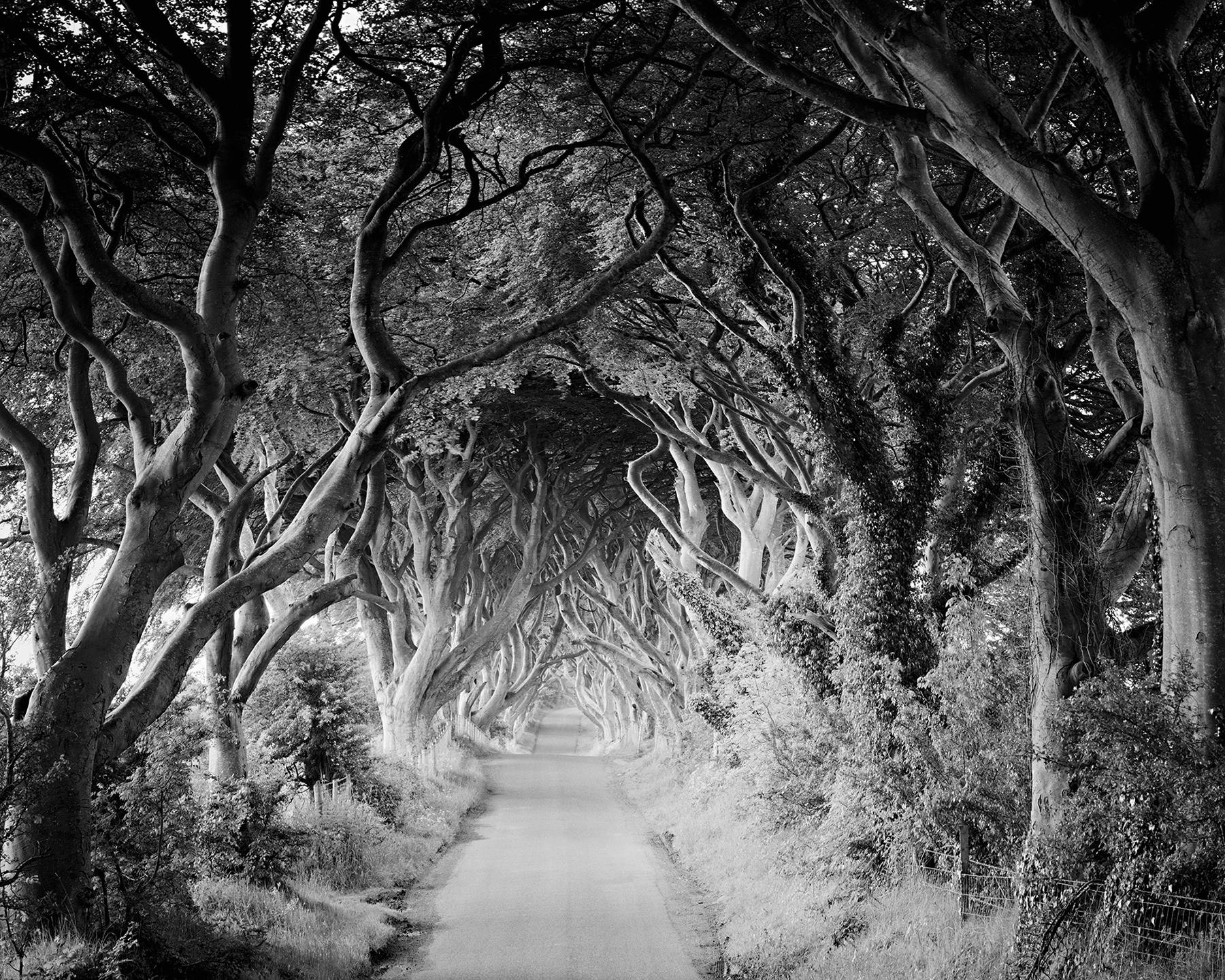 The Dark Hedges, beech, tree avenue, black white landscape fine art photography