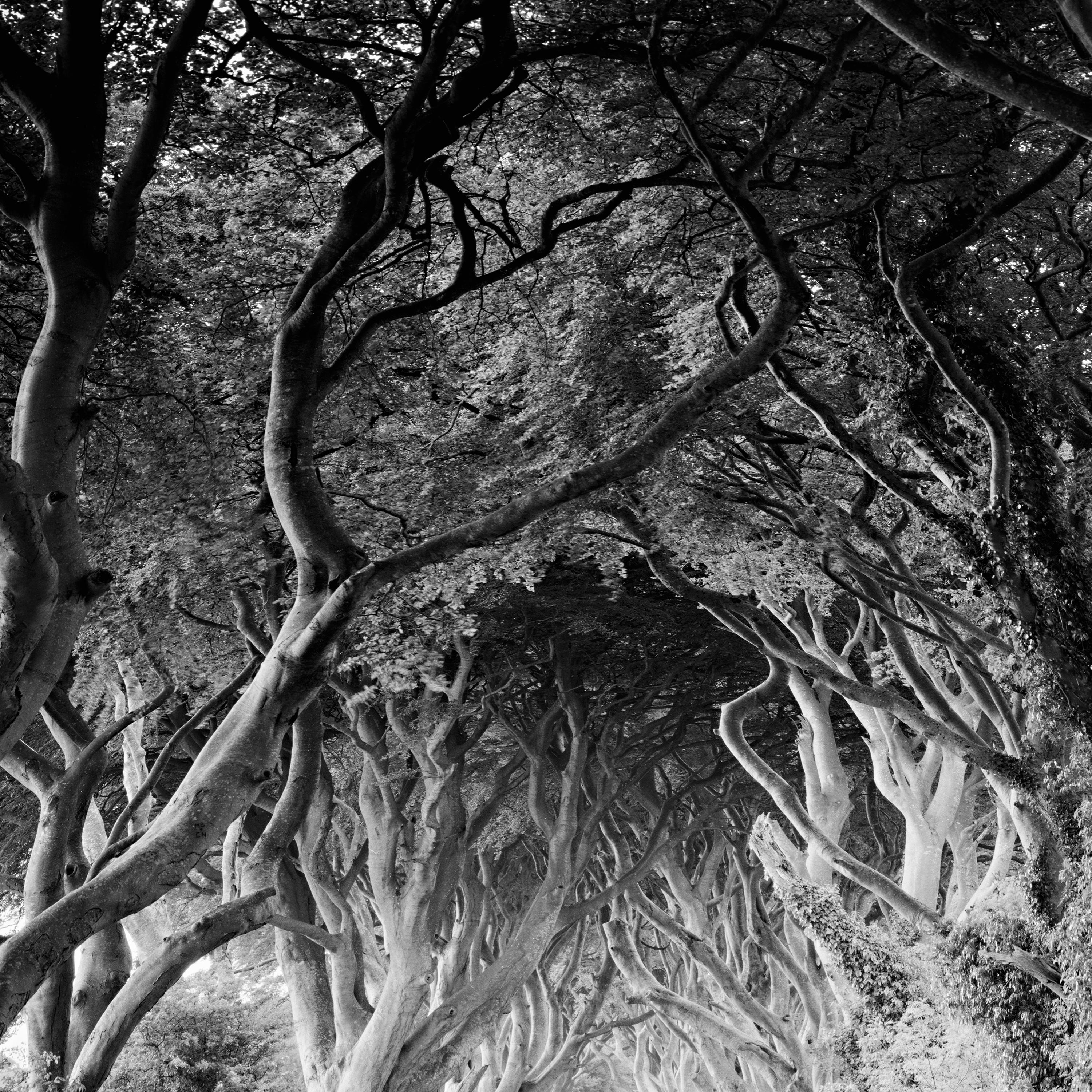 The Dark Hedges, Buchenbäume, Irland, Schwarz-Weiß-Fotografiedruck im Angebot 6
