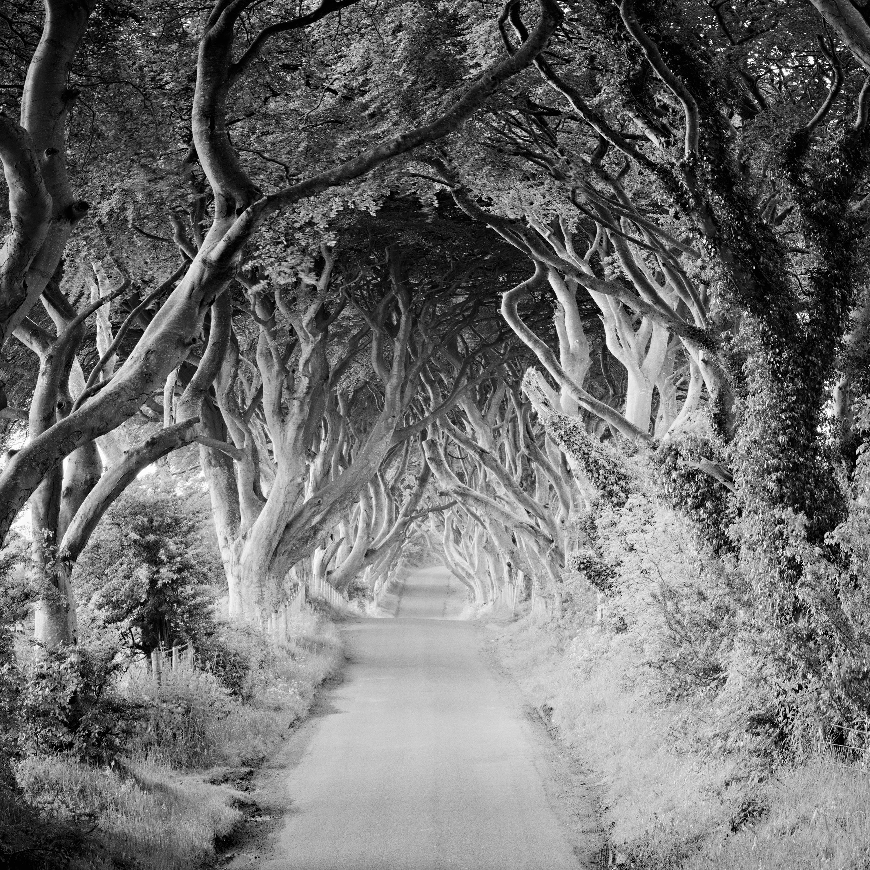 The Dark Hedges, Buchenbäume, Irland, Schwarz-Weiß-Fotografiedruck im Angebot 4