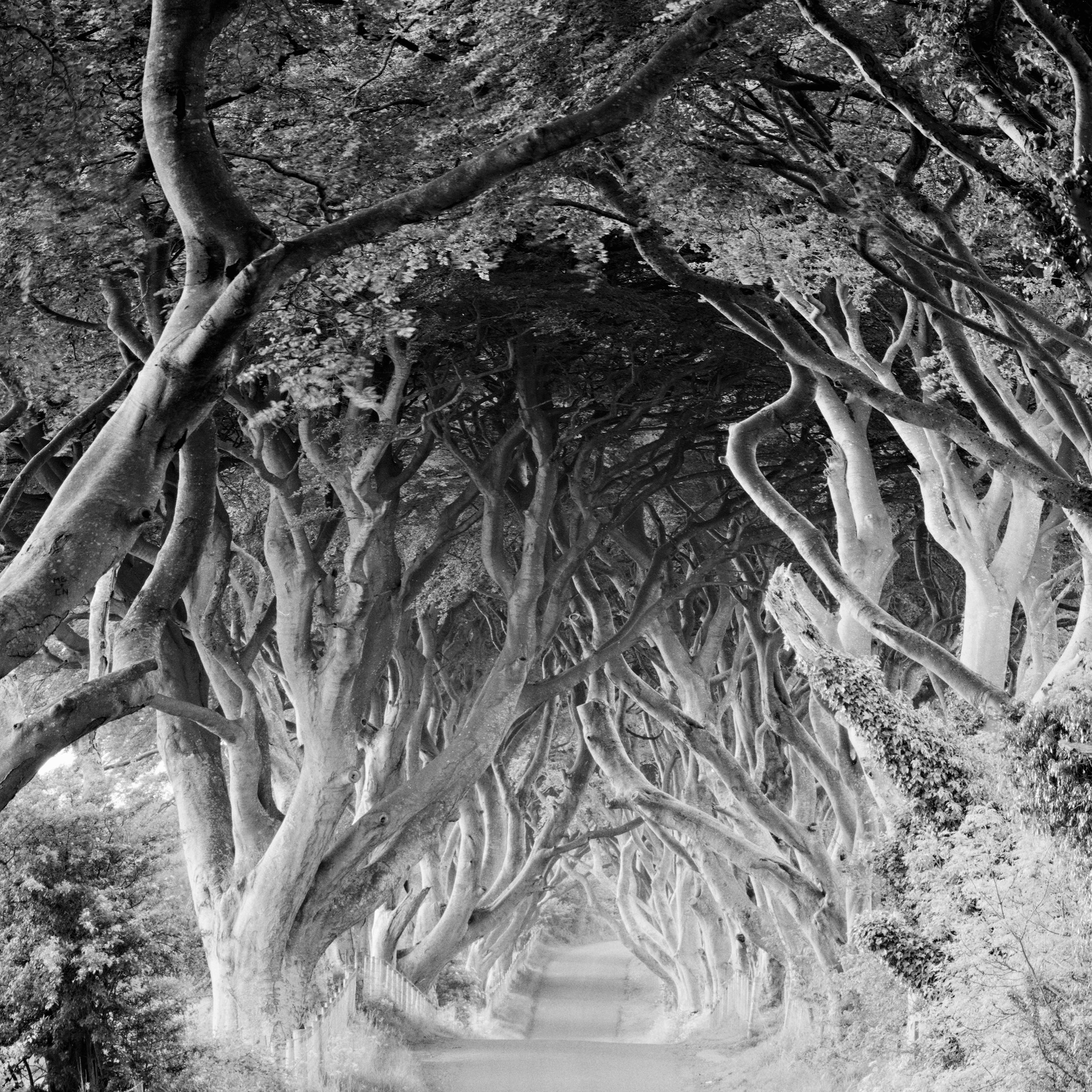 The Dark Hedges, Buchenbäume, Irland, Schwarz-Weiß-Fotografiedruck im Angebot 5