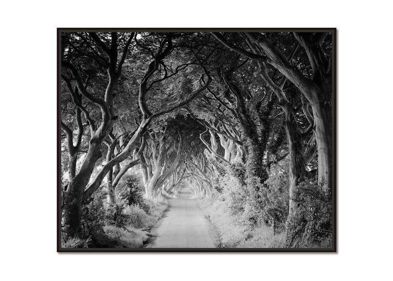 The Dark Hedges, beech trees, Ireland, black and white photography, landscapes - Photograph by Gerald Berghammer