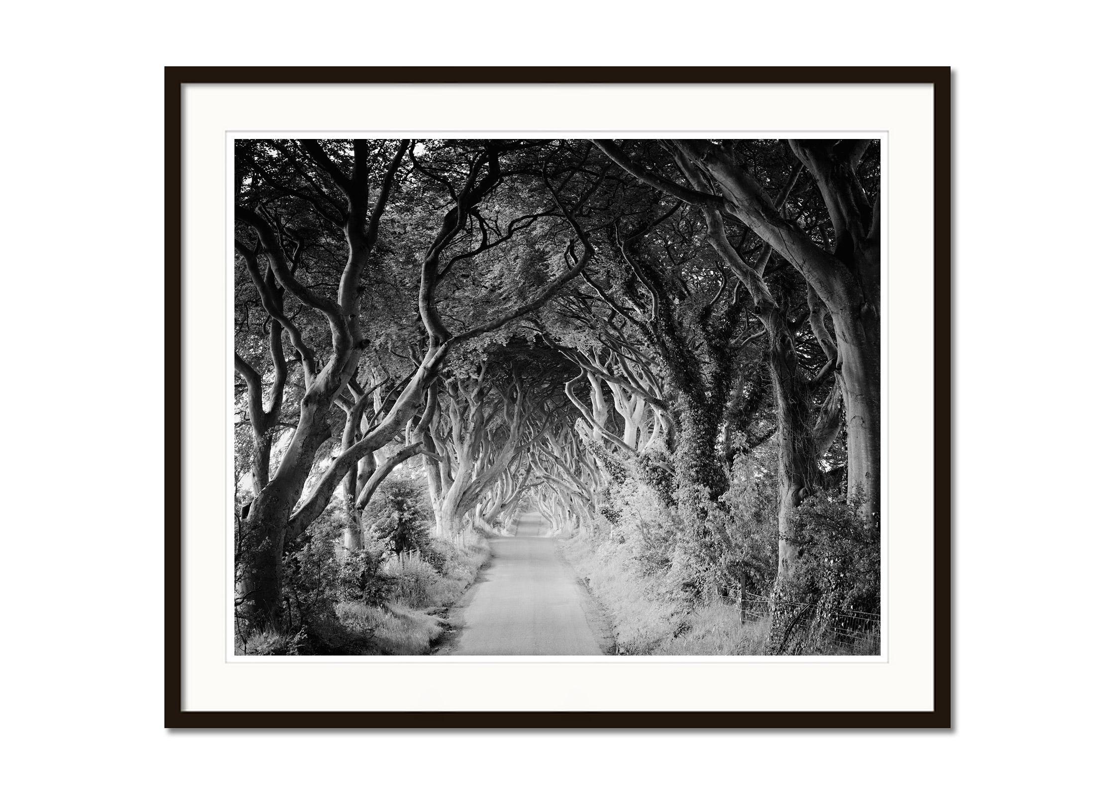 Schwarz-Weiß-Landschaftsfotografie. The Dark Hedges, einzigartige Buchenallee in Nordirland, Filmszene aus 