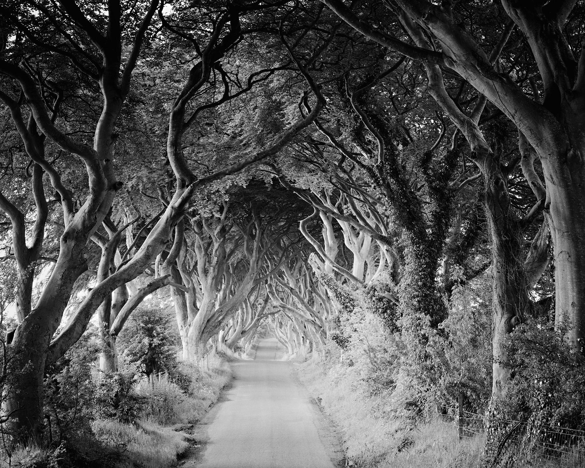 Gerald Berghammer Landscape Photograph – The Dark Hedges, Buchenbäume, Irland, Schwarz-Weiß-Fotografiedruck