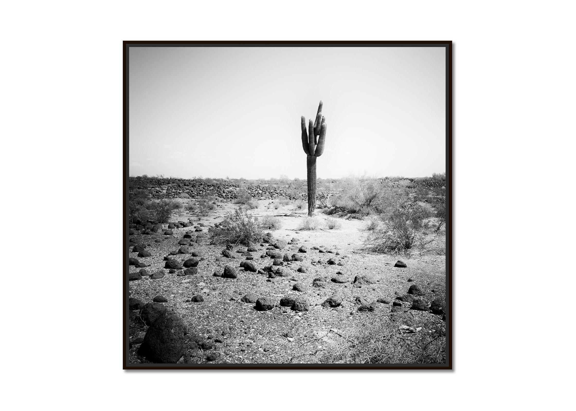 The last One Cactus Desert Arizona USA black & white landscape art photography - Photograph by Gerald Berghammer