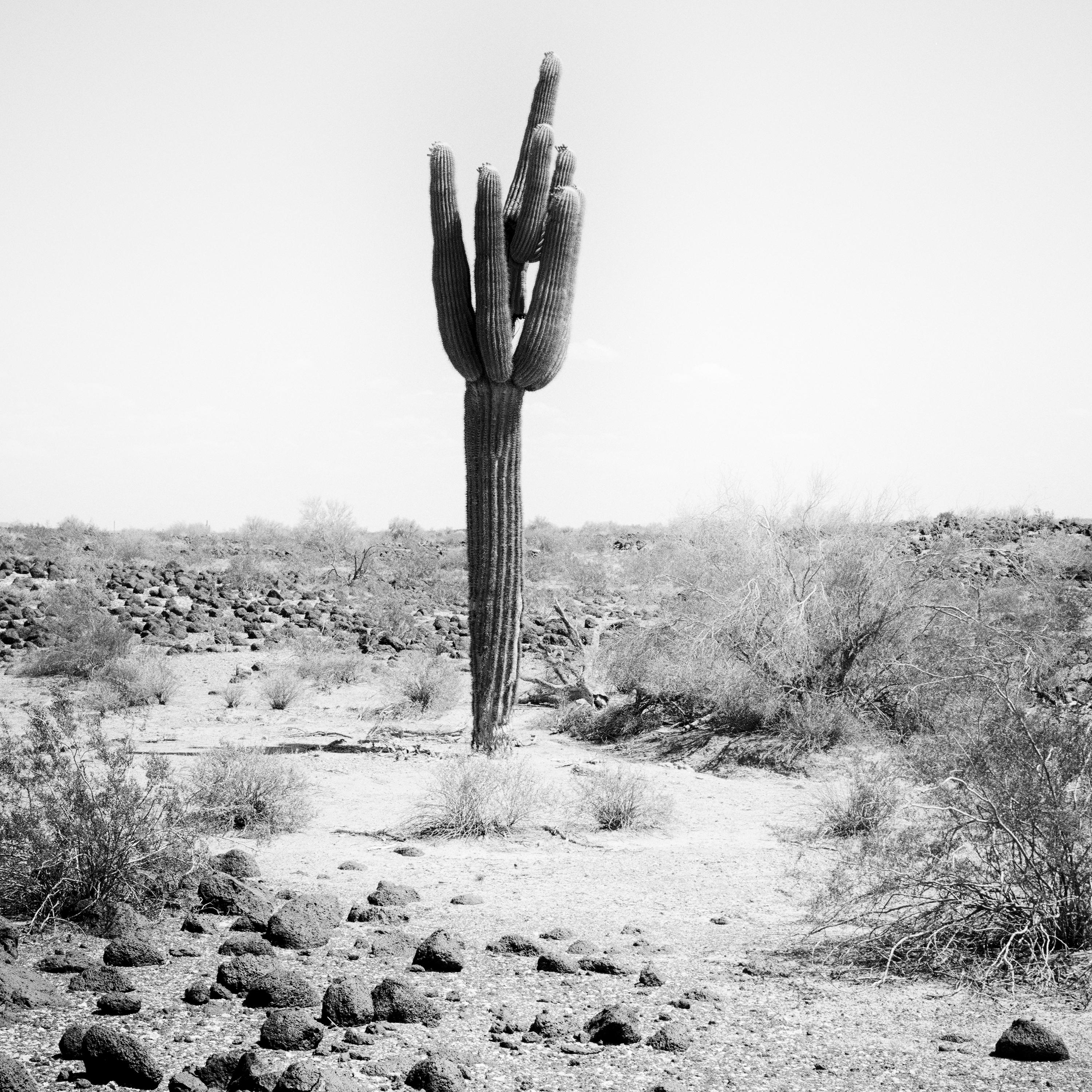 The last One Cactus Desert Arizona USA black & white landscape art photography For Sale 3