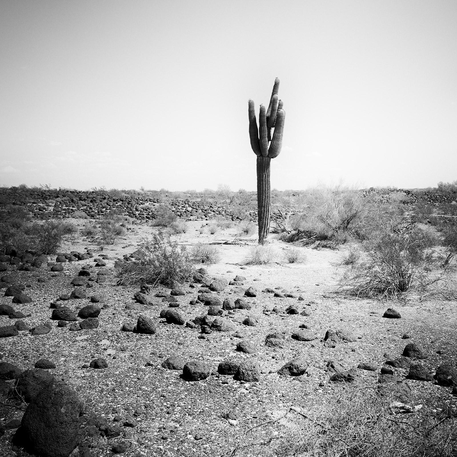 Gerald Berghammer Landscape Photograph - The last One Cactus Desert Arizona USA black & white landscape art photography