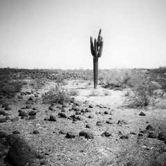 Schwarz-Weiß-Landschaftsfotografie „The last One Cactus Desert Arizona“, USA
