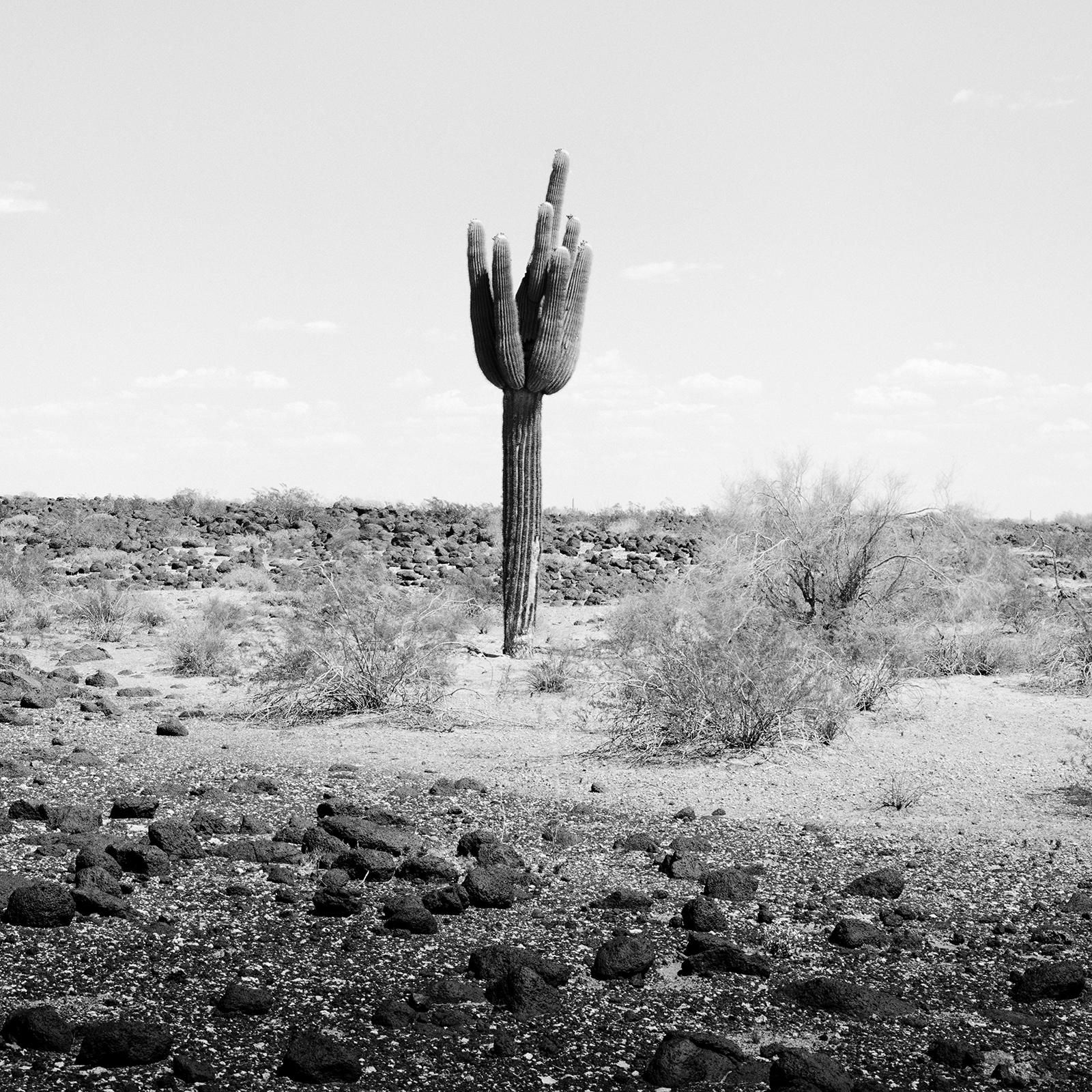 L'ultimo Panorama, Cactus, Arizona, USA, Edizione limitata, Foto di paesaggio in vendita 4