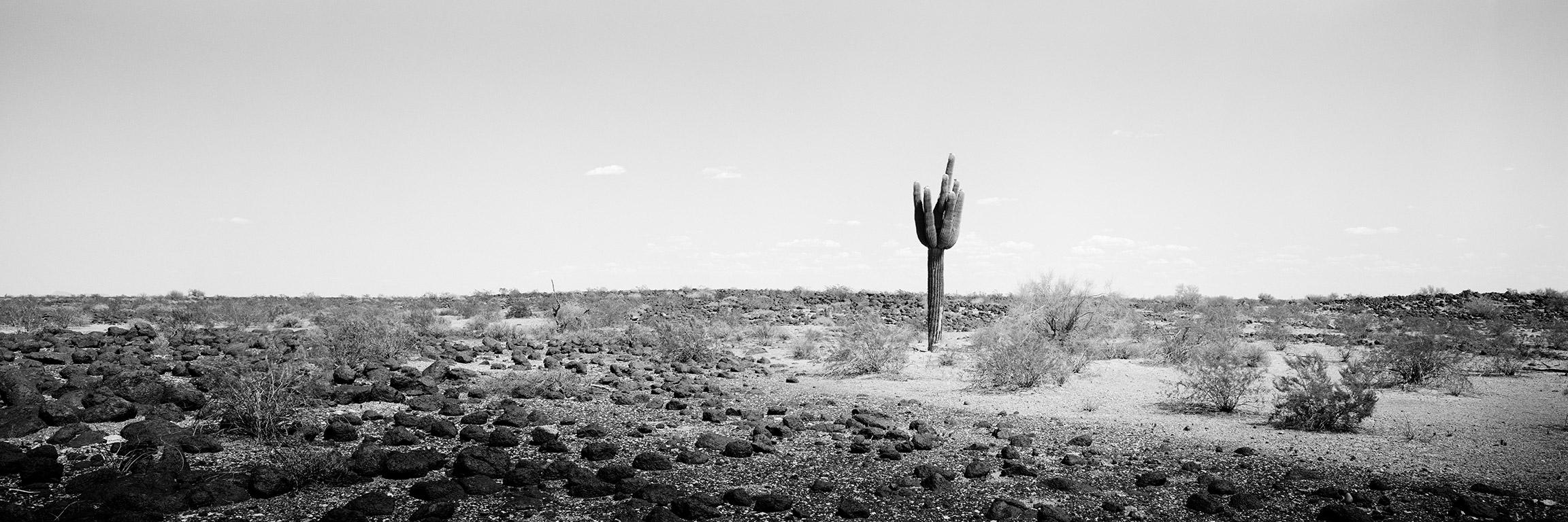 Gerald Berghammer Black and White Photograph - The last One Panorama, Cactus, AZ, USA, black and white photography, landscape
