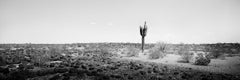 The last One Panorama, Cactus, Arizona, USA, Limited Edition, Landscape Photo