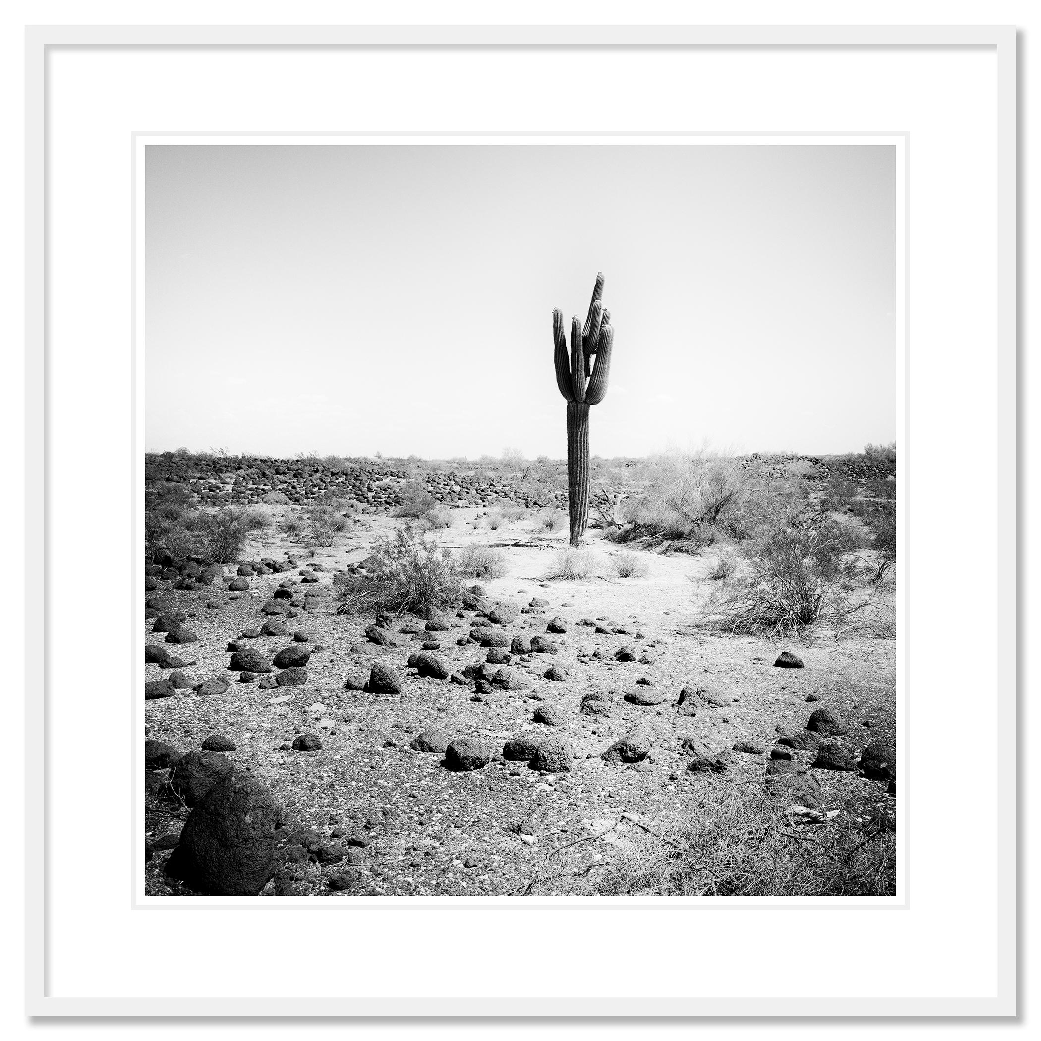 Photographie de paysage en noir et blanc. Single Stone est un cactus dans le désert de pierres d'Aziona, aux États-Unis. Épreuve à l'encre pigmentaire d'archives, édition de 9 exemplaires. Signée, titrée, datée et numérotée par l'artiste. Certificat