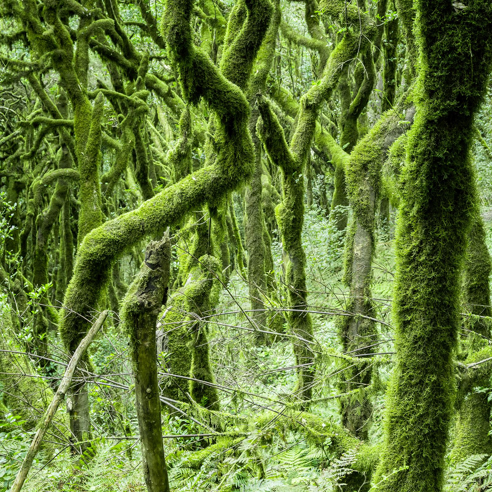 The Laurel Forest of la Gomera, Farbfotografie, Landschaft, limitierte Auflage im Angebot 6