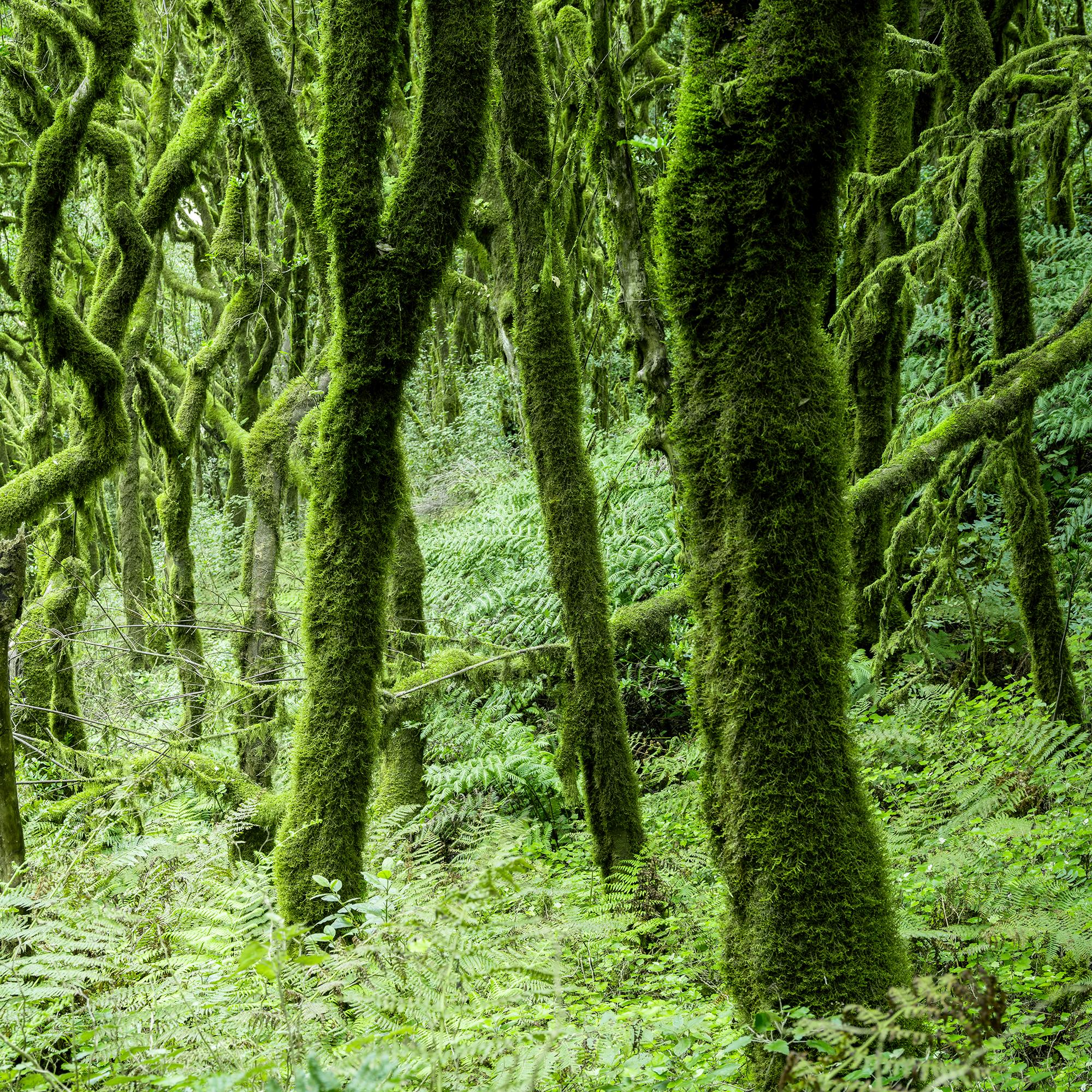 The Laurel Forest of la Gomera, color photography, landscape limited edition For Sale 6