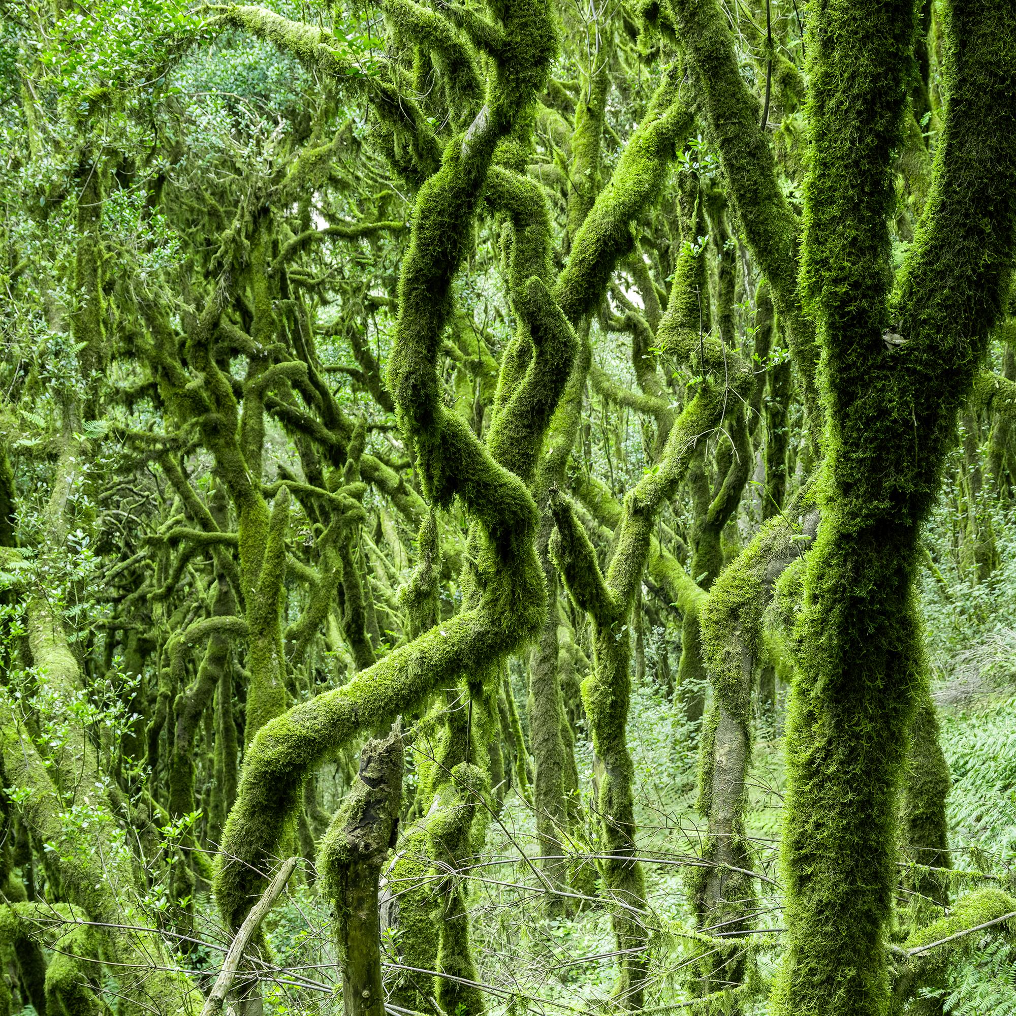 The Laurel Forest of la Gomera, color photography, landscape limited edition For Sale 7