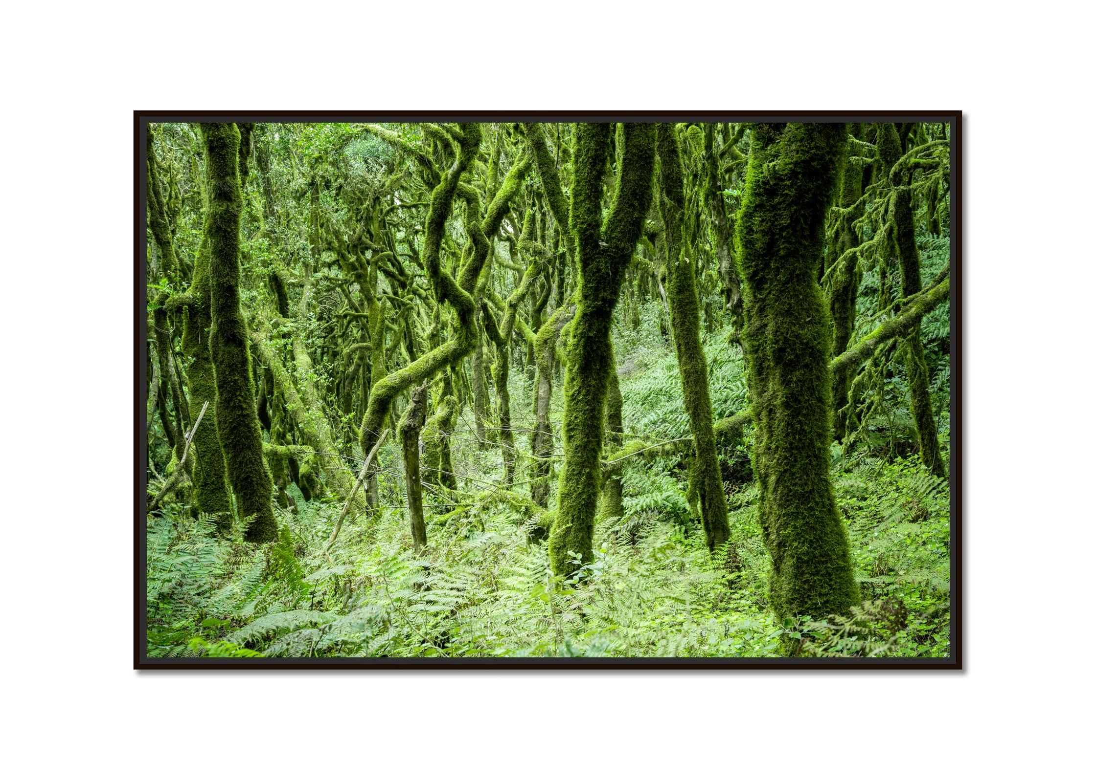 The Laurel Forest of la Gomera, Farbfotografie, Landschaft, limitierte Auflage – Photograph von Gerald Berghammer