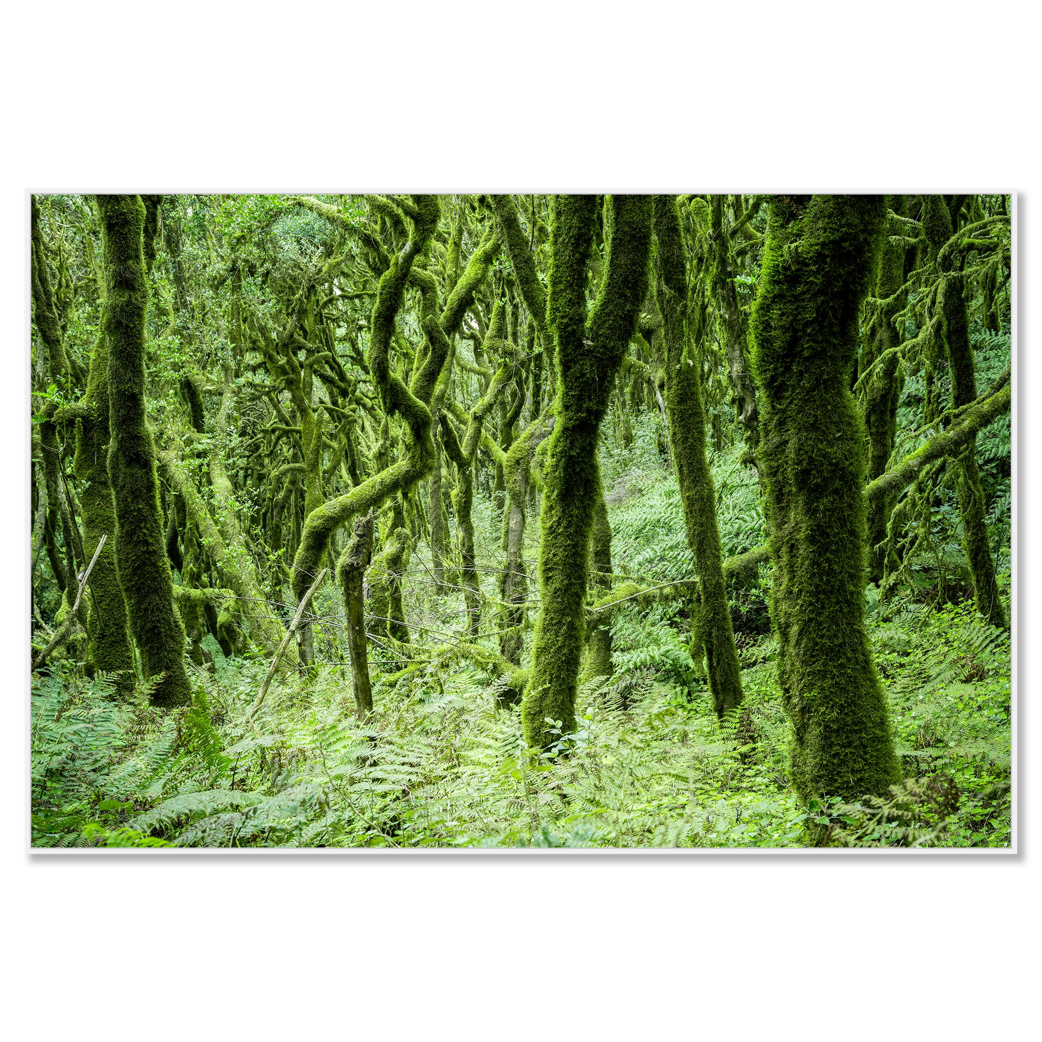 The Laurel Forest of la Gomera, color photography, landscape limited edition - Photograph by Gerald Berghammer