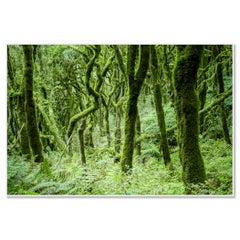 Il bosco di allori di La Gomera, fotografia a colori, paesaggio in edizione limitata