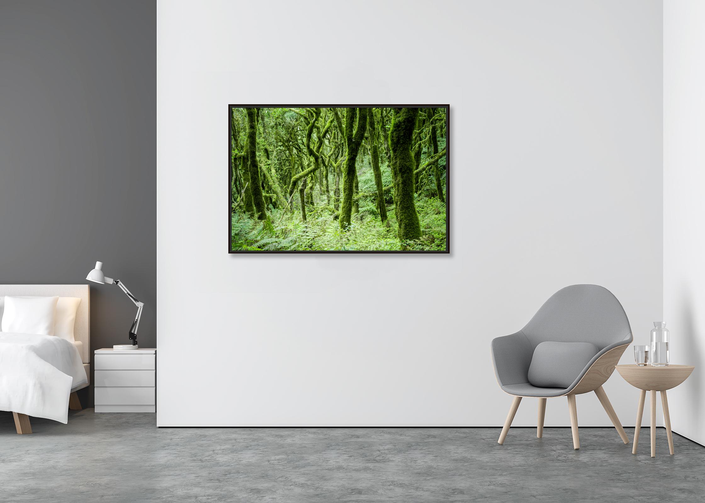 The Laurel Forest of la Gomera, Farbfotografie, Landschaft, limitierte Auflage (Grün), Landscape Photograph, von Gerald Berghammer
