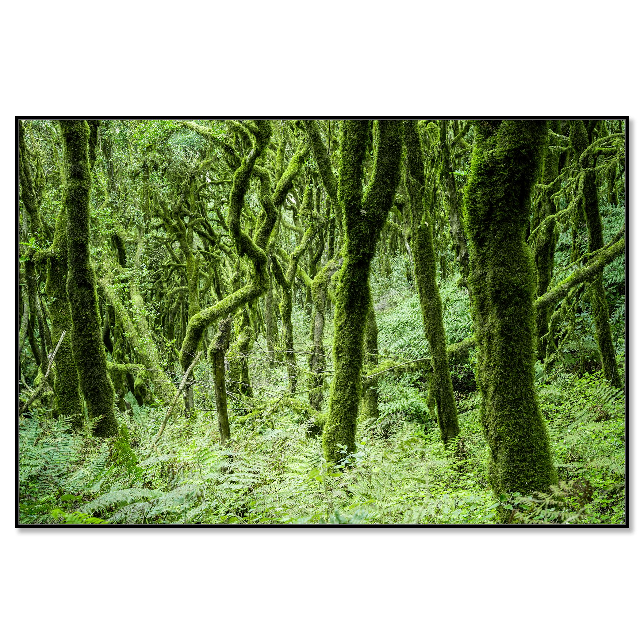 The Laurel Forest of la Gomera, color photography, landscape limited edition - Contemporary Photograph by Gerald Berghammer