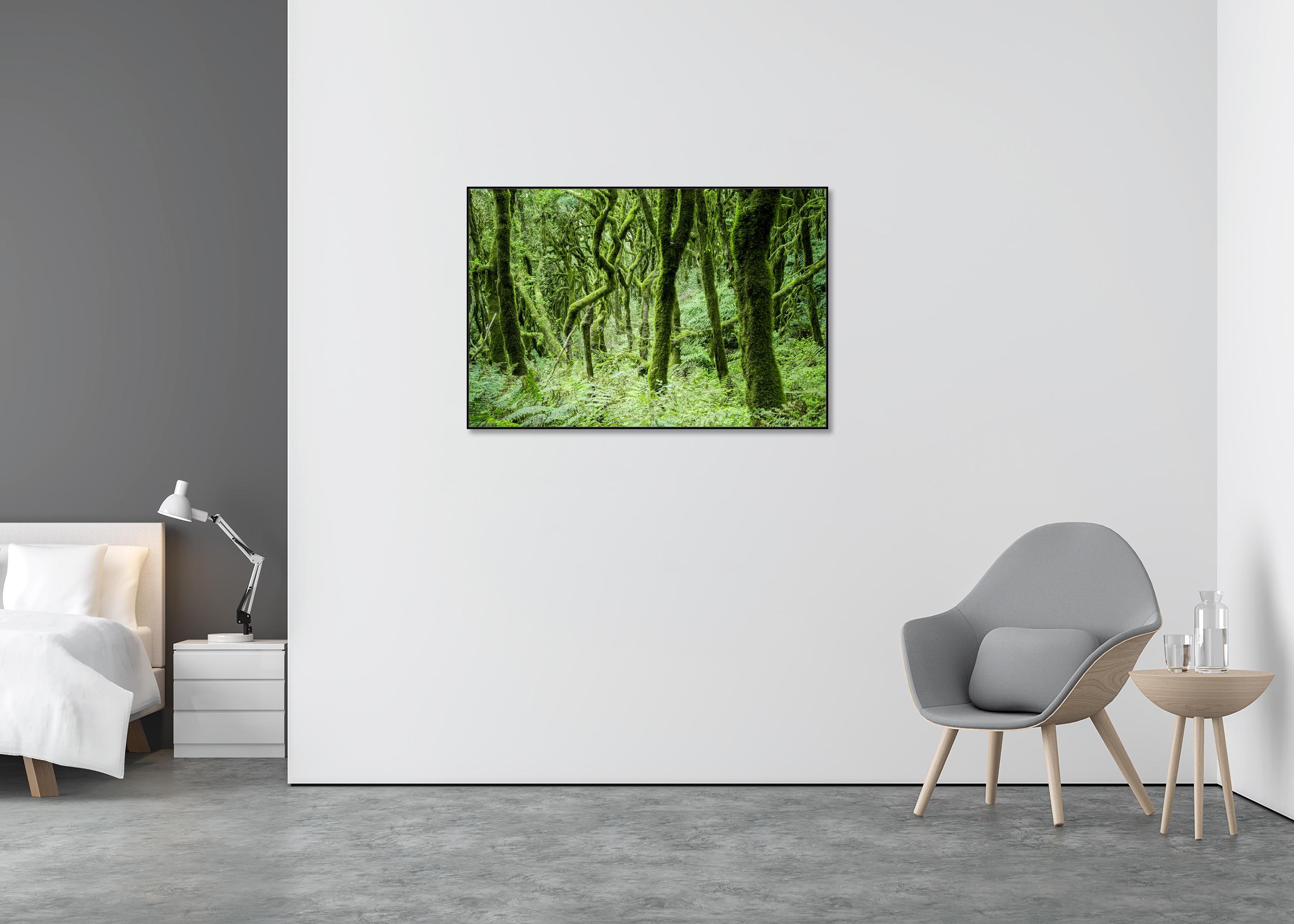 The Laurel Forest of la Gomera, color photography, landscape limited edition - Green Landscape Photograph by Gerald Berghammer
