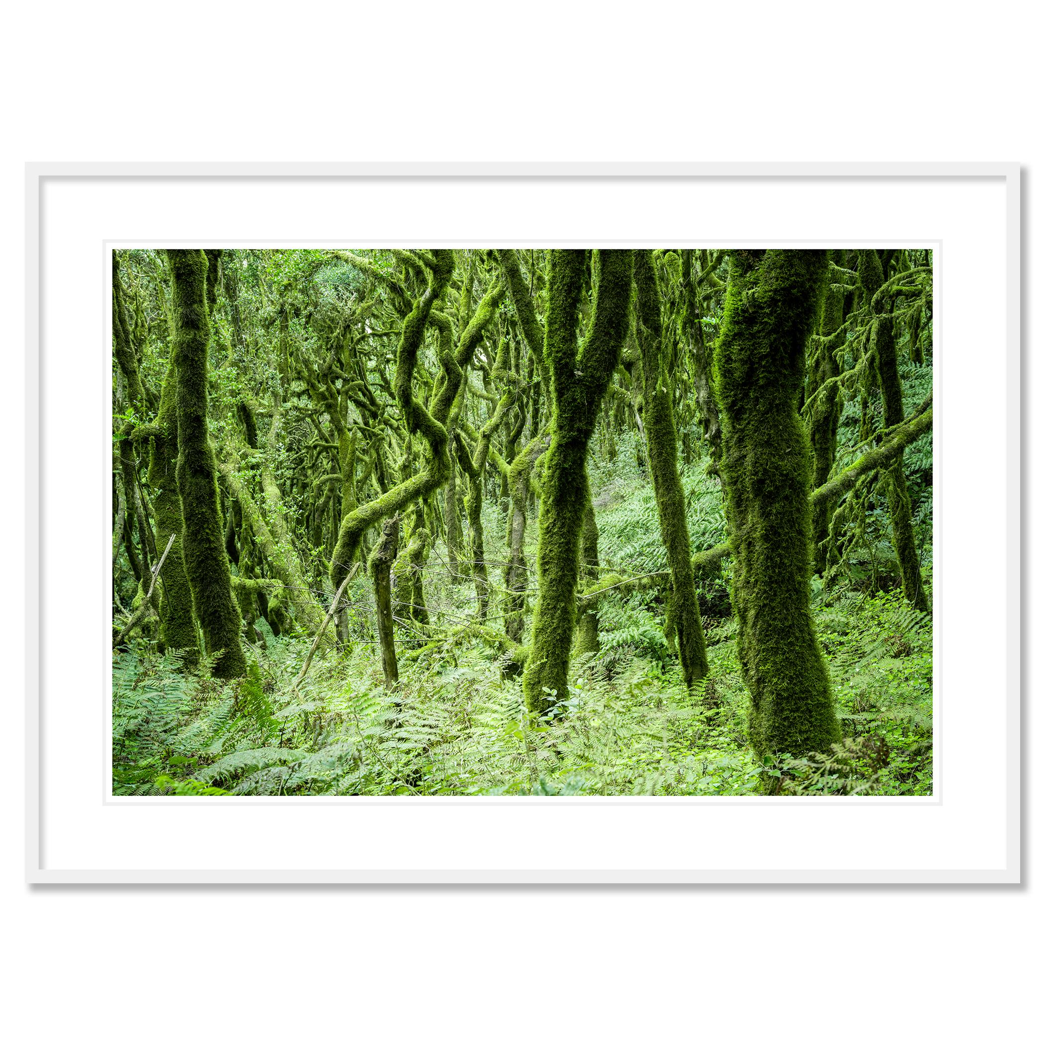 The Laurel Forest of La Gomera Study 1, Spain - no. 21262  Color white fine landscape photography. 
Digital pigment ink print as part of a limited edition of 7. All Gerald Berghammer prints are made to order in limited editions on Hahnemuehle Photo