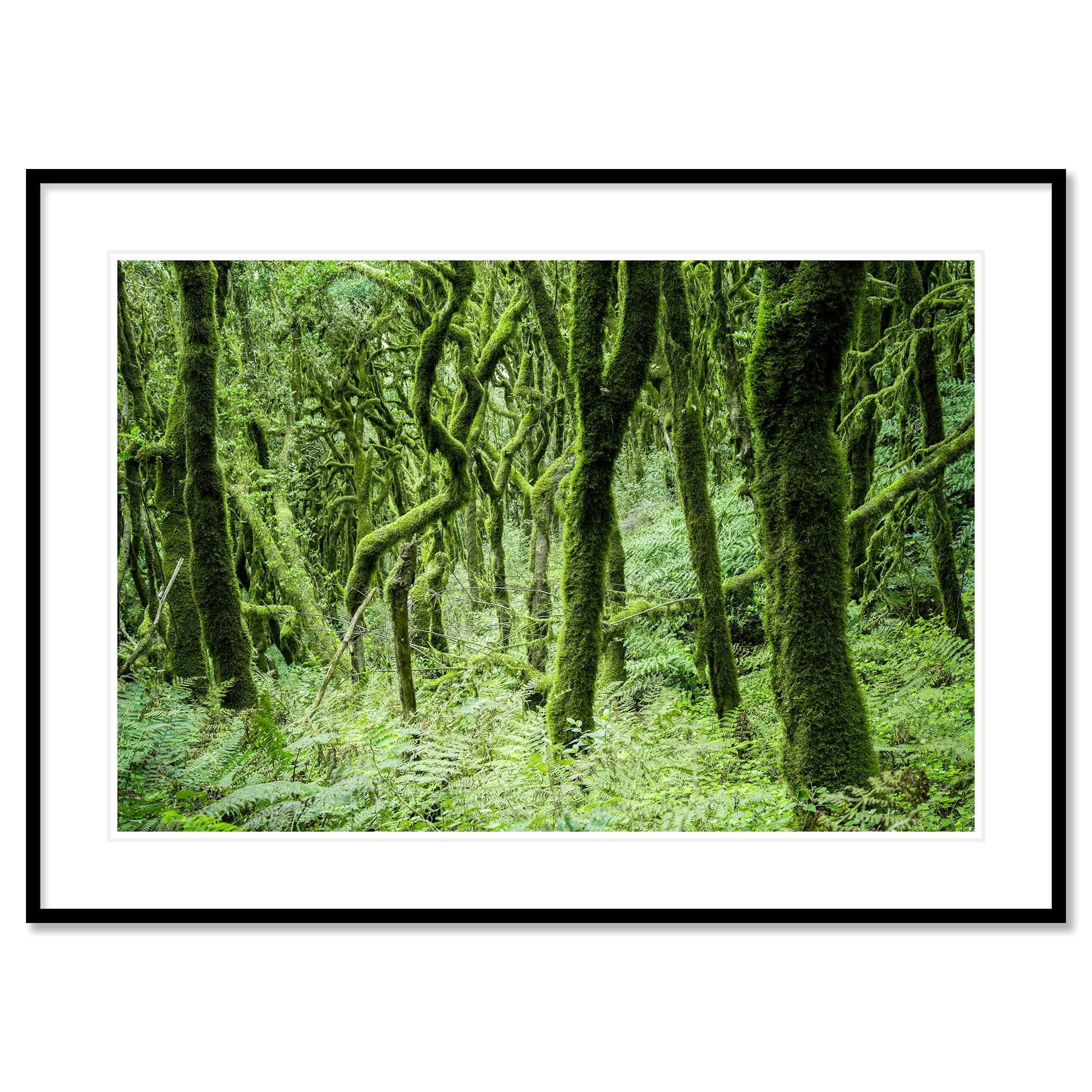 The Laurel Forest of la Gomera, color photography, landscape limited edition For Sale 1