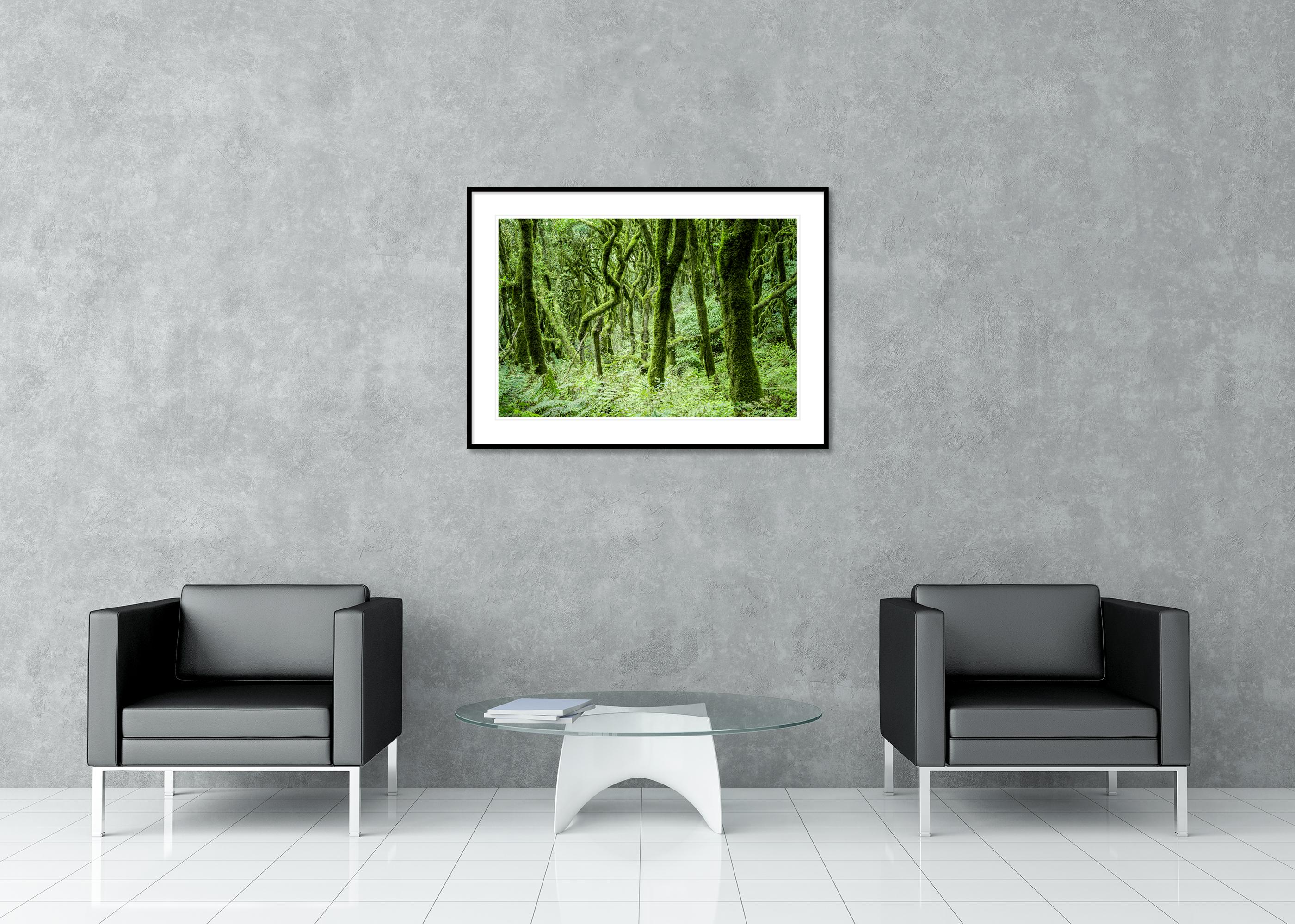 The Laurel Forest of la Gomera, color photography, landscape limited edition For Sale 2