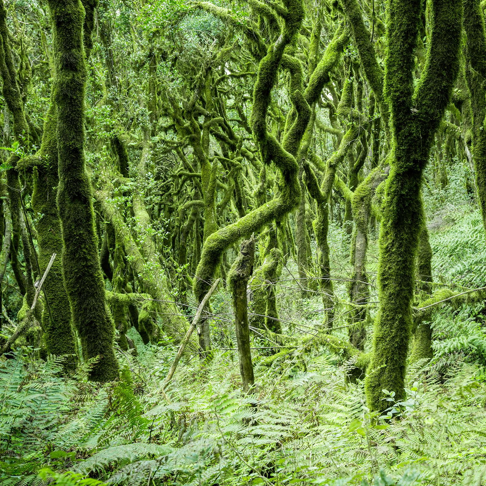 The Laurel Forest of la Gomera, Farbfotografie, Landschaft, limitierte Auflage im Angebot 4