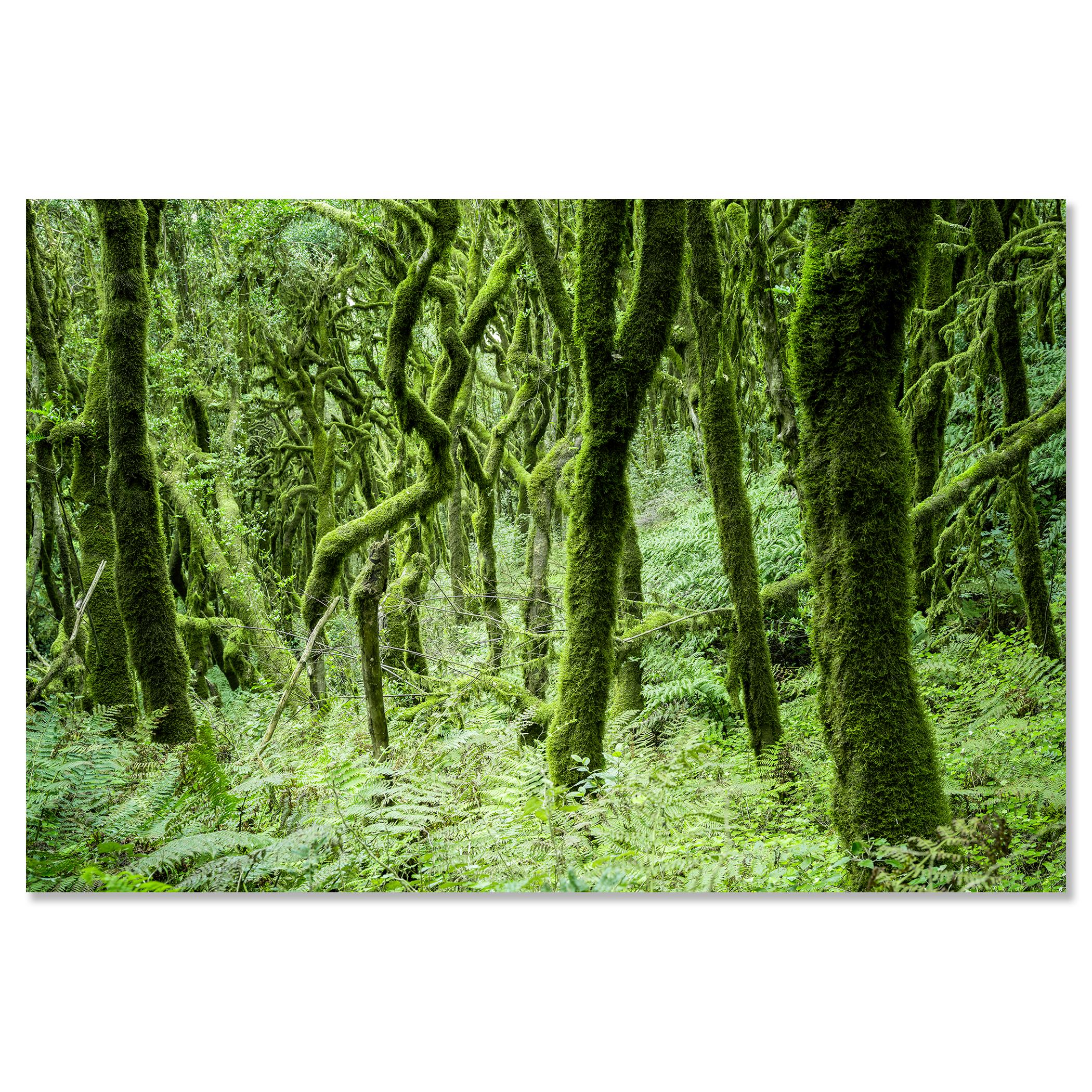 The Laurel Forest of la Gomera, color photography, landscape limited edition For Sale 3