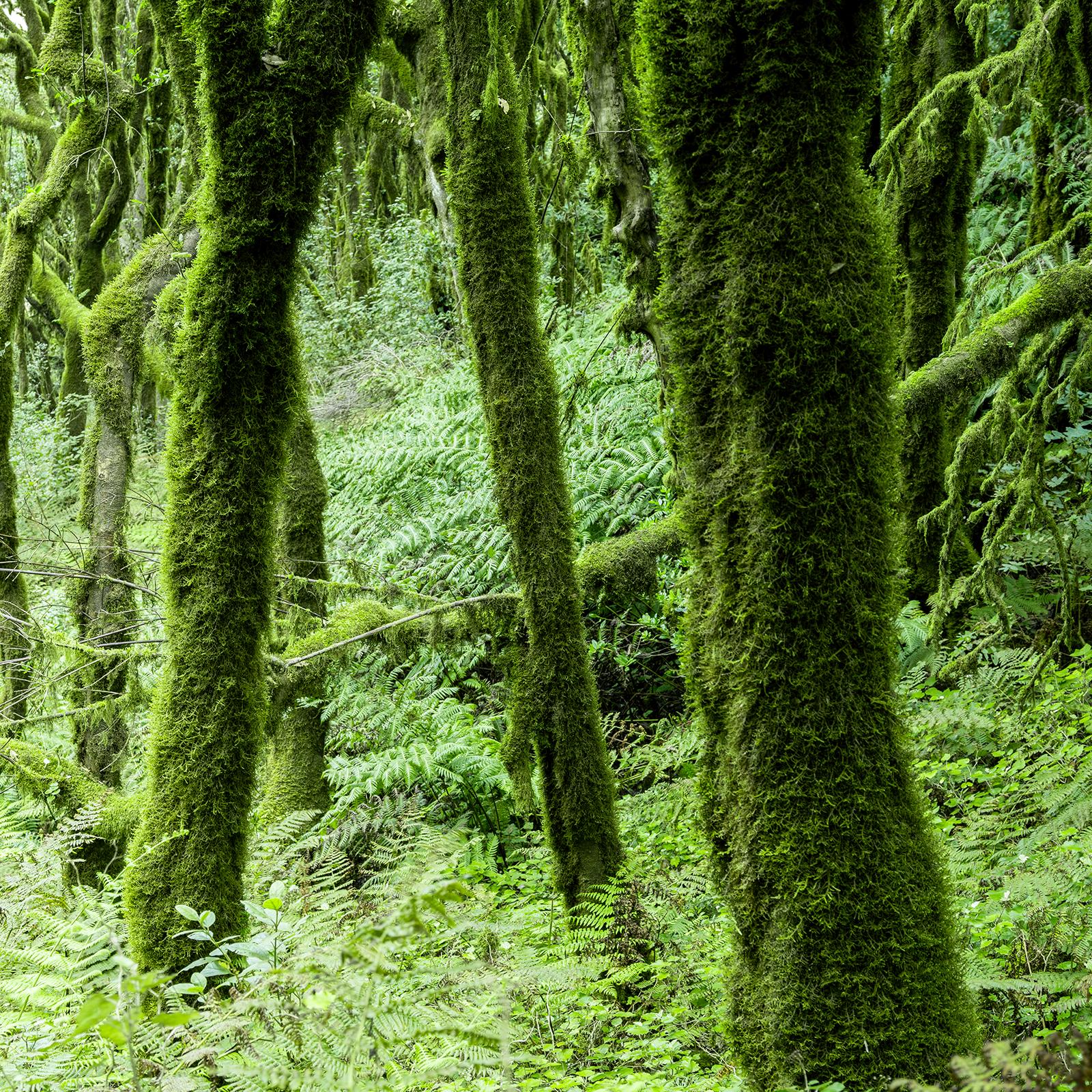 The Laurel Forest of la Gomera, Farbfotografie, Landschaft, limitierte Auflage im Angebot 5
