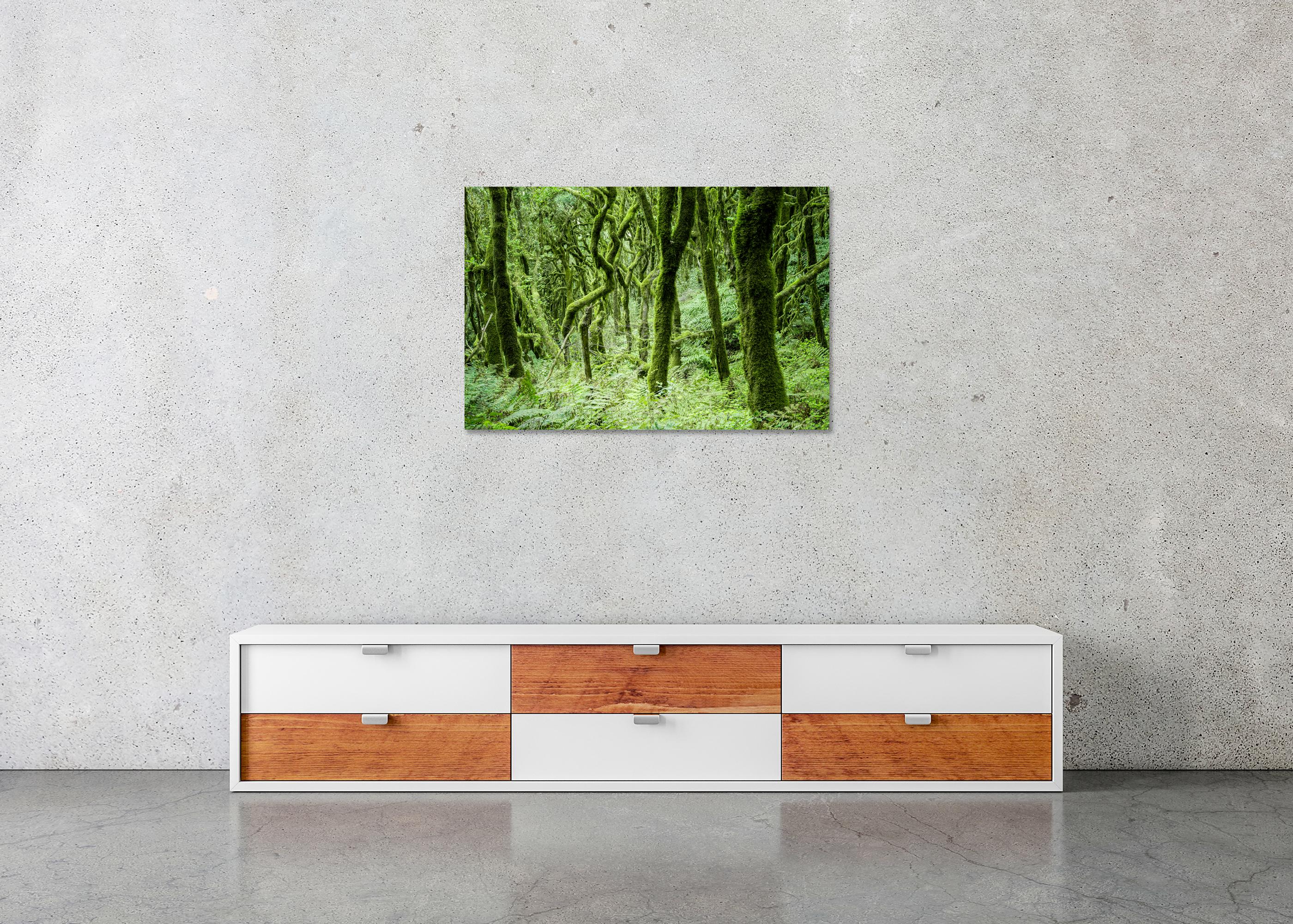 The Laurel Forest of la Gomera, color photography, landscape limited edition For Sale 4