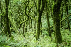 El bosque de laurisilva de la Gomera, fotografía en color, paisaje, edición limitada
