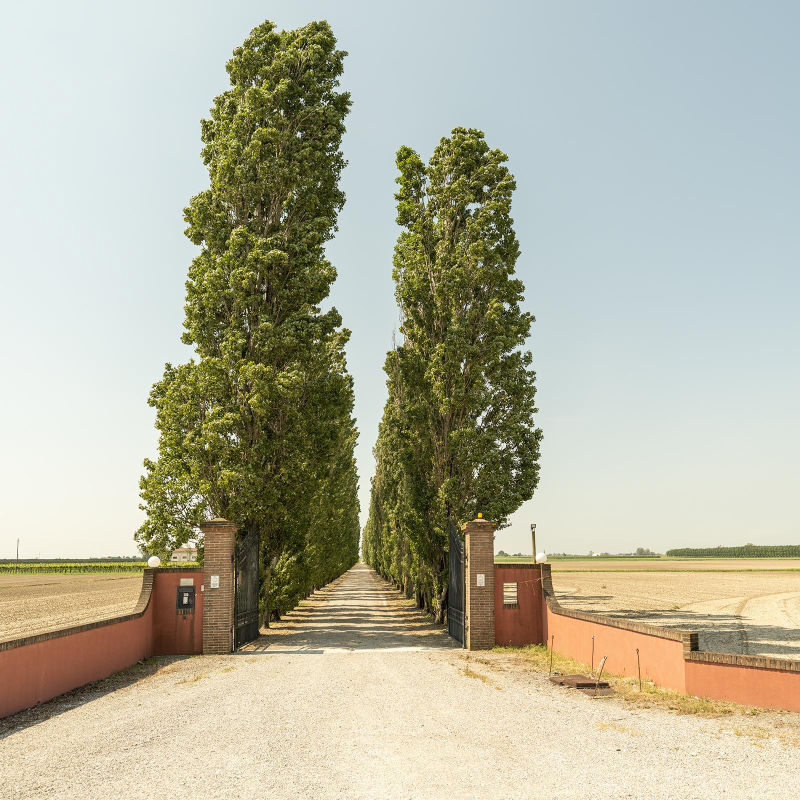 The Way to the Vineyard, Toskana, Farbfotografie, Landschaft, limitierte Auflage im Angebot 3