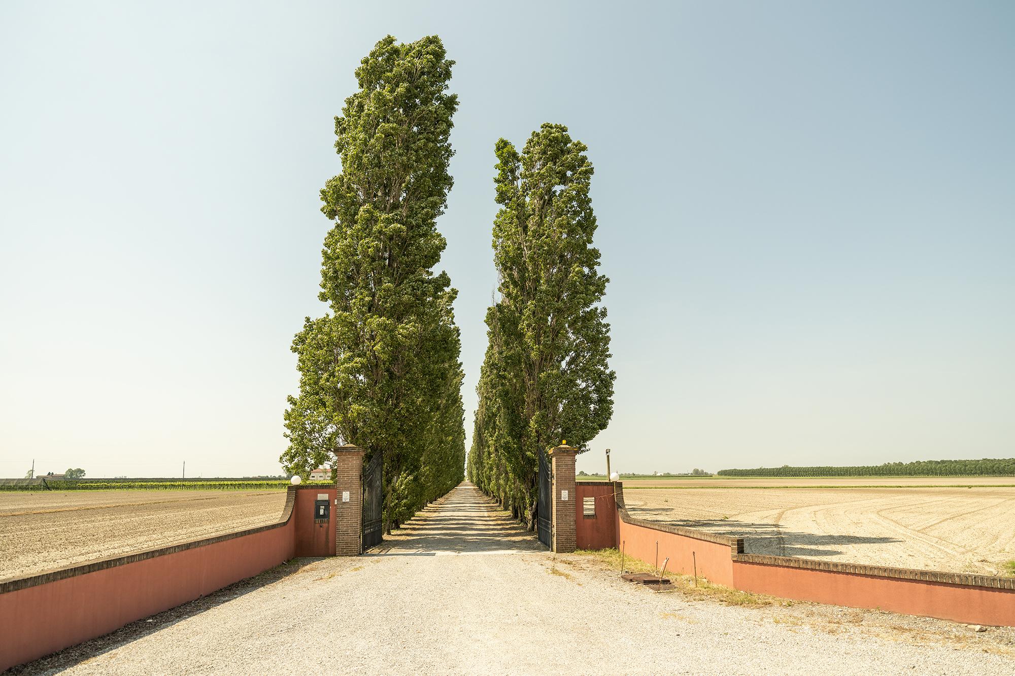 Gerald Berghammer Color Photograph – The Way to the Vineyard, Toskana, Farbfotografie, Landschaft, limitierte Auflage