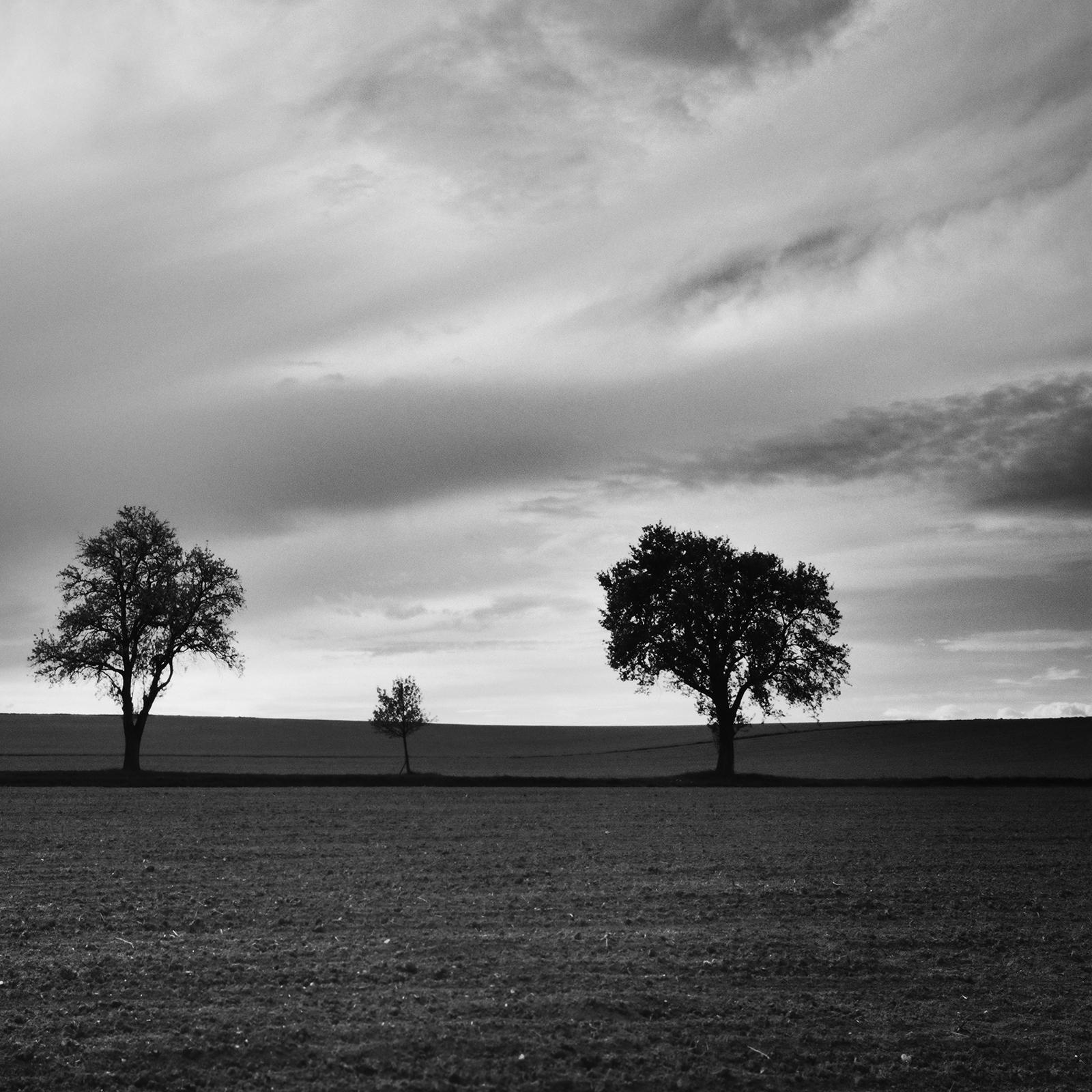 Tre alberi e mezzo, fotografia monocromatica di paesaggio, stampa in edizione limitata in vendita 3
