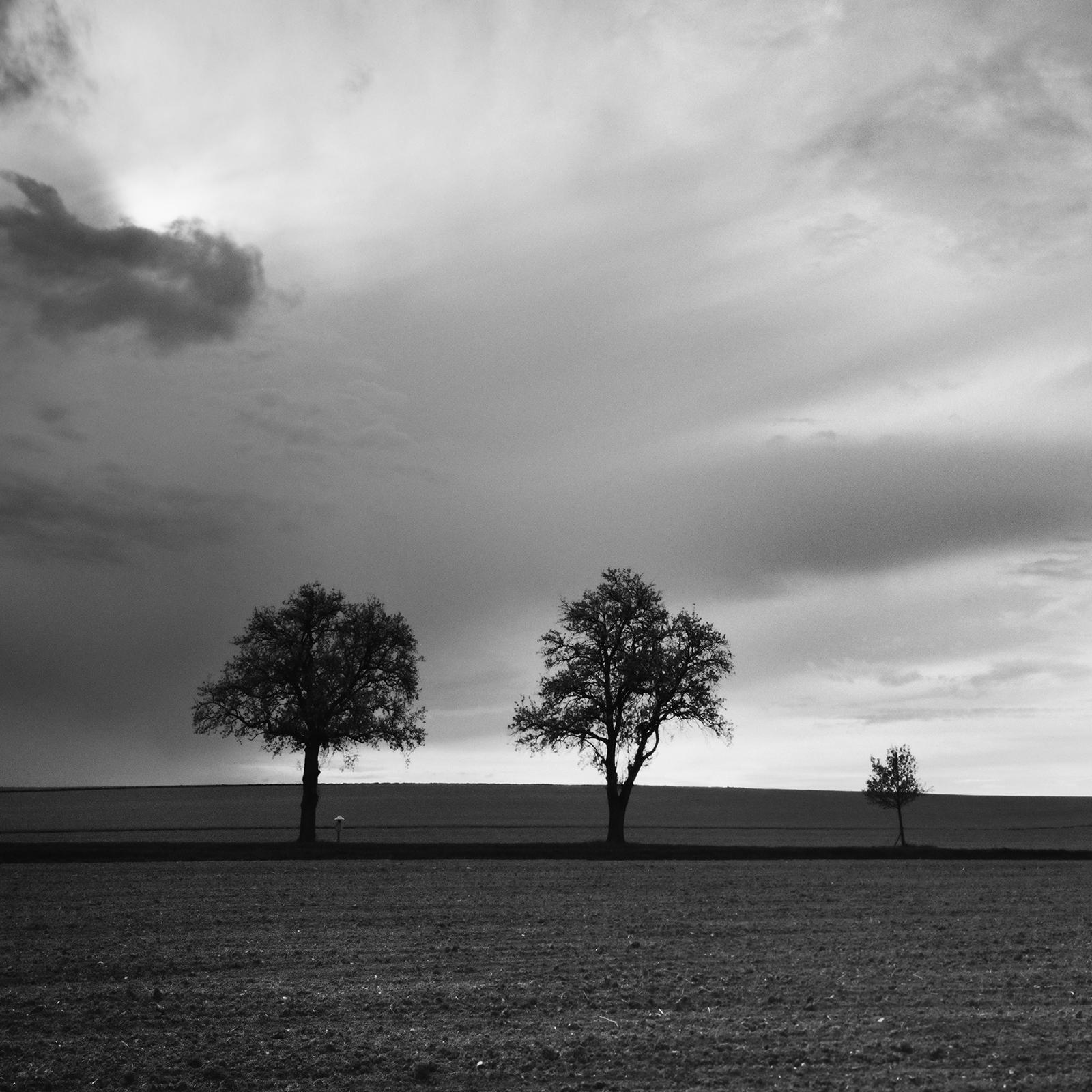 Tre alberi e mezzo, fotografia monocromatica di paesaggio, stampa in edizione limitata in vendita 4
