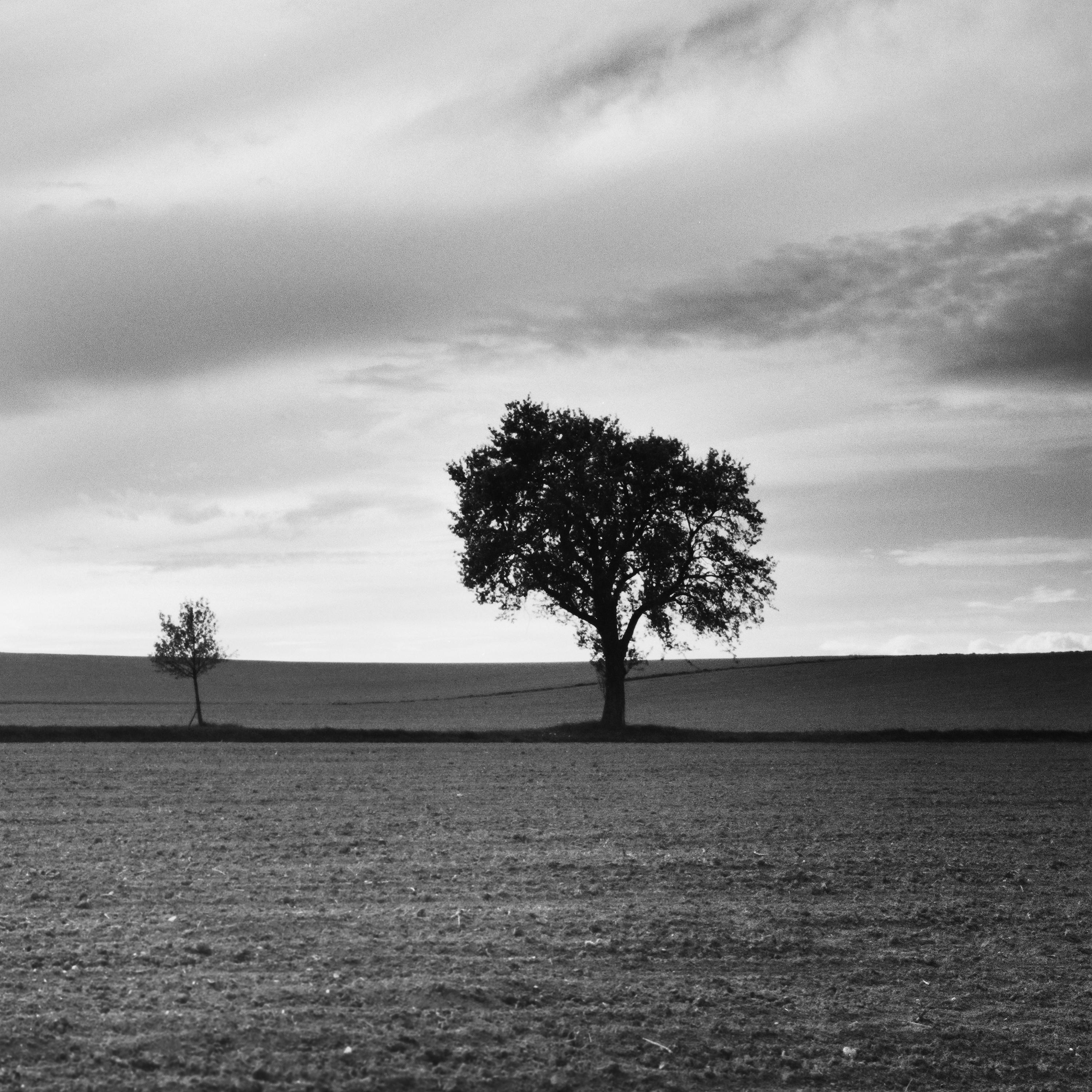 Dreieinhalb Baum, sehr wolkenverhangen, Sturm, Schwarz-Weiß-Landschaftsfotografie im Angebot 6
