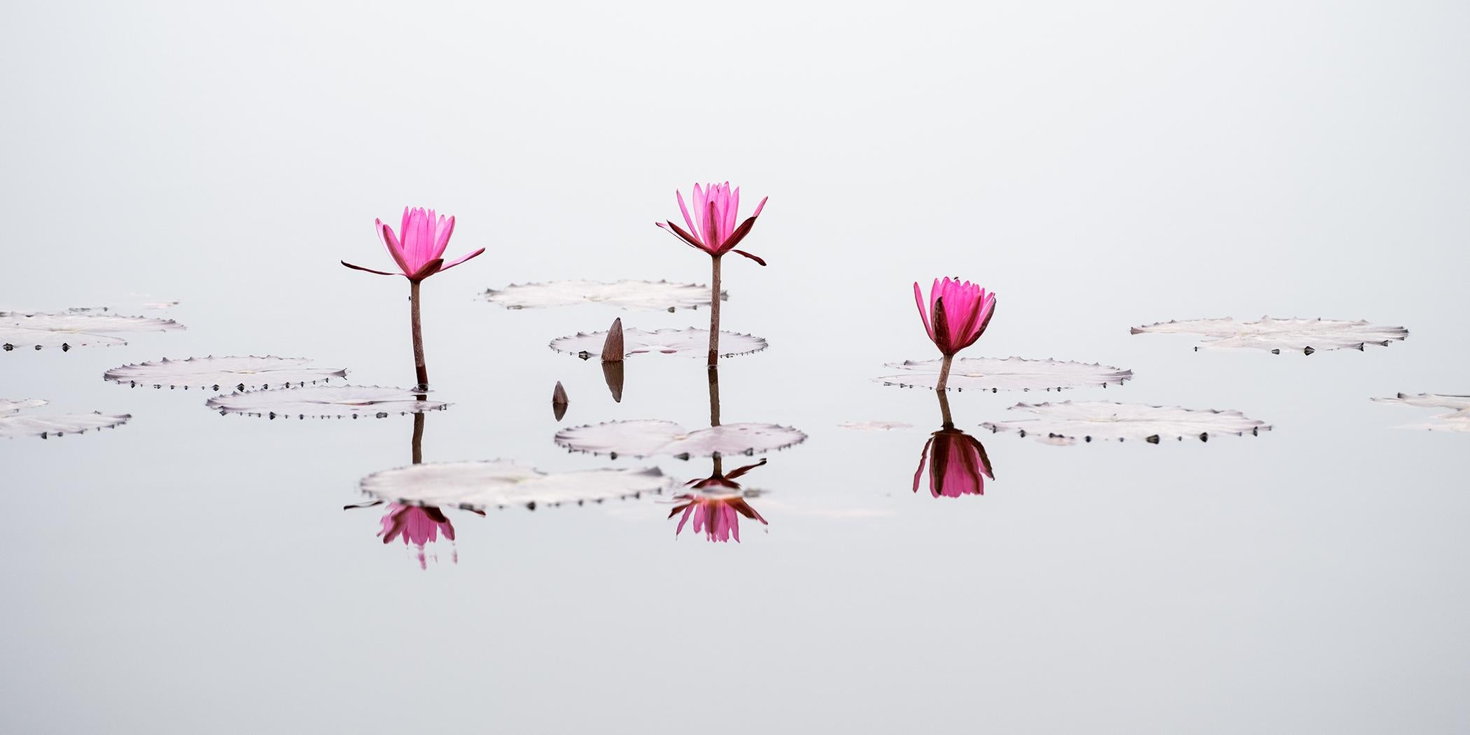 Flower Photography