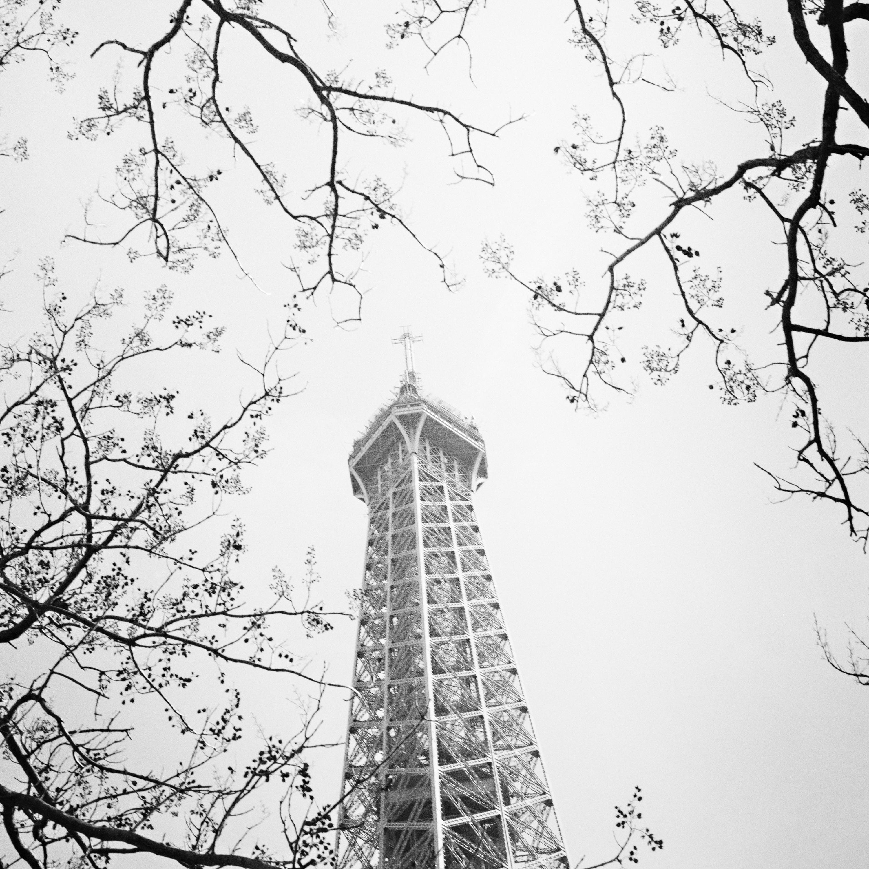 Tree and the Eiffel Tower, Paris, France, black white art landscape photography For Sale 3