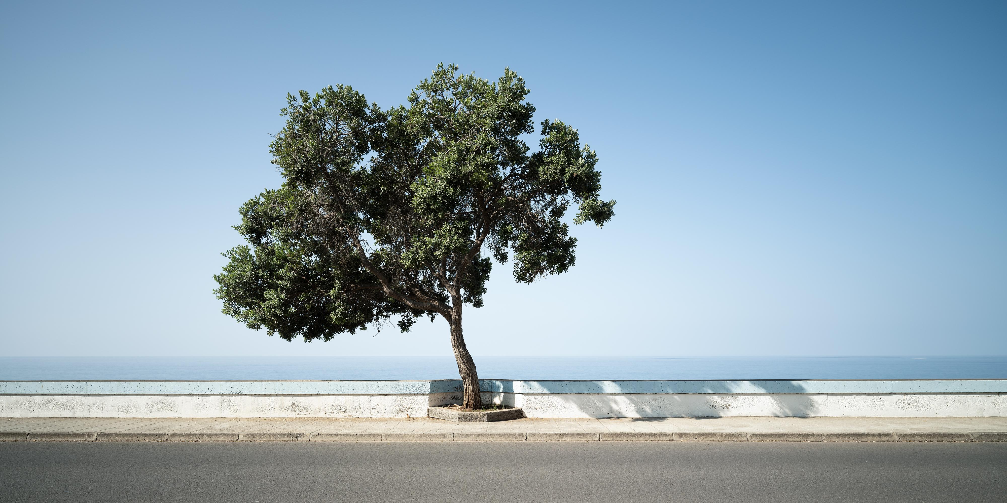 Tree by the Calm Sea, Madeira, Limited Edition Colour Landscape Photograph