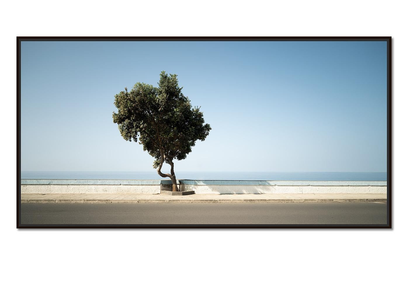 Tree, Calm Sea Panorama, große Farbfotografie, Landschaft, limitierte Auflage – Photograph von Gerald Berghammer