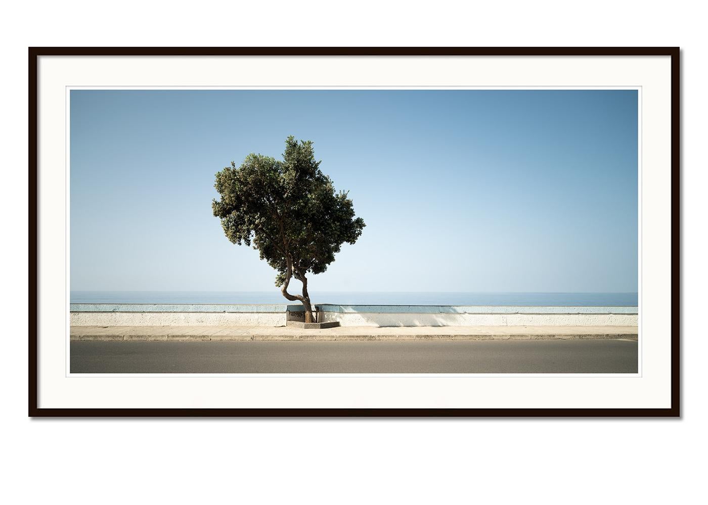 Tree, Calm Sea Panorama, große Farbfotografie, Landschaft, limitierte Auflage (Blau), Color Photograph, von Gerald Berghammer