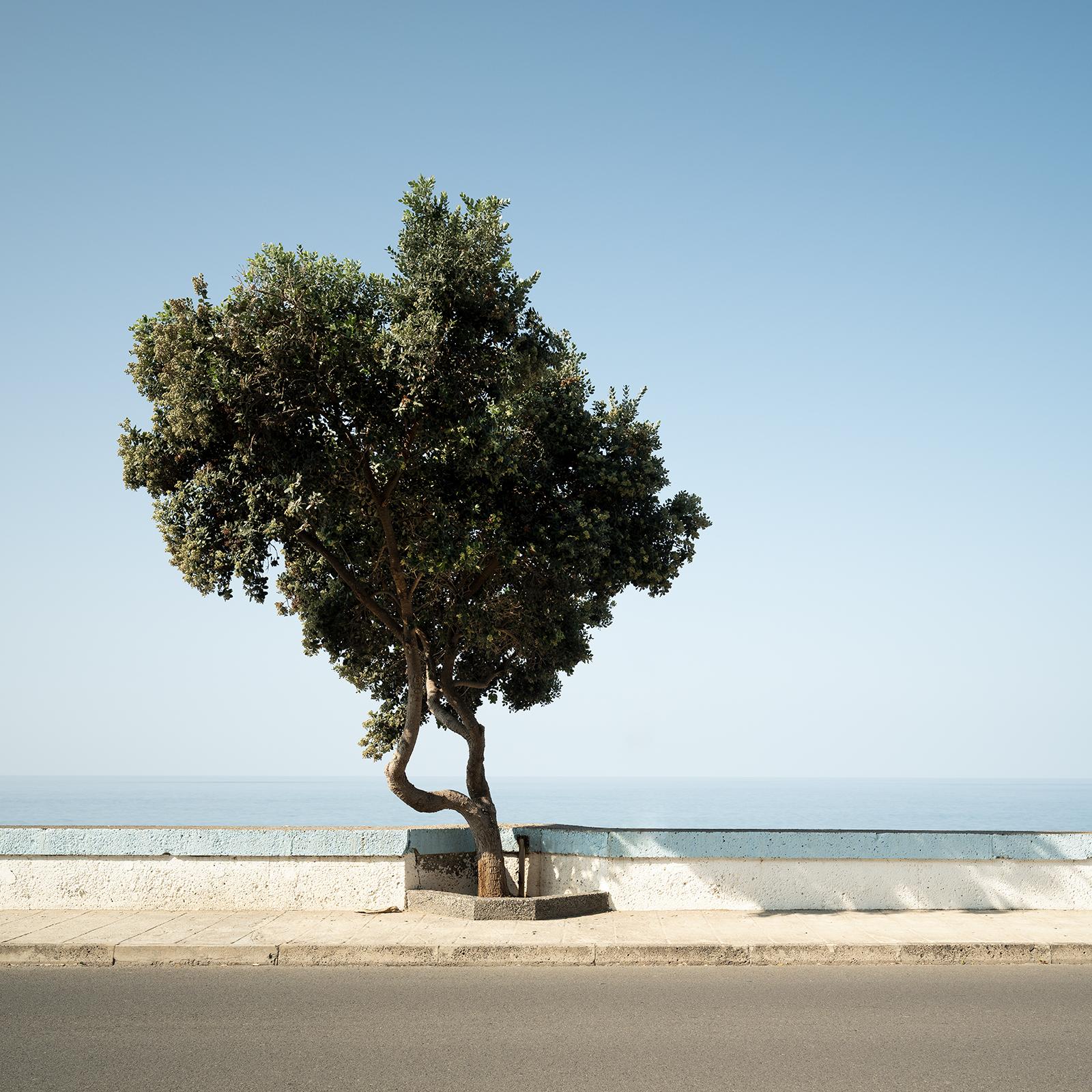 Tree, Calm Sea Panorama, große Farbfotografie, Landschaft, limitierte Auflage im Angebot 3