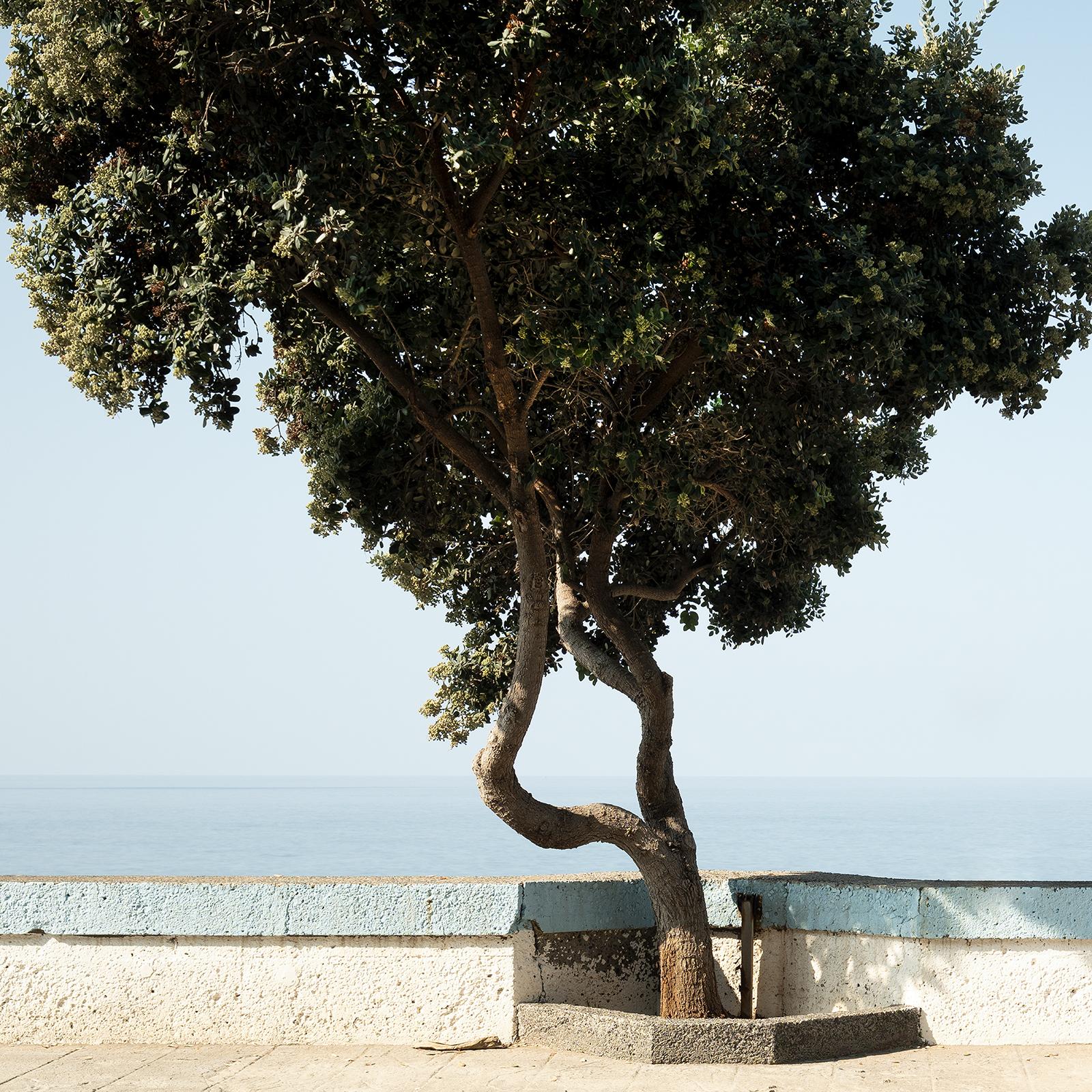 Tree, Calm Sea Panorama, große Farbfotografie, Landschaft, limitierte Auflage im Angebot 4