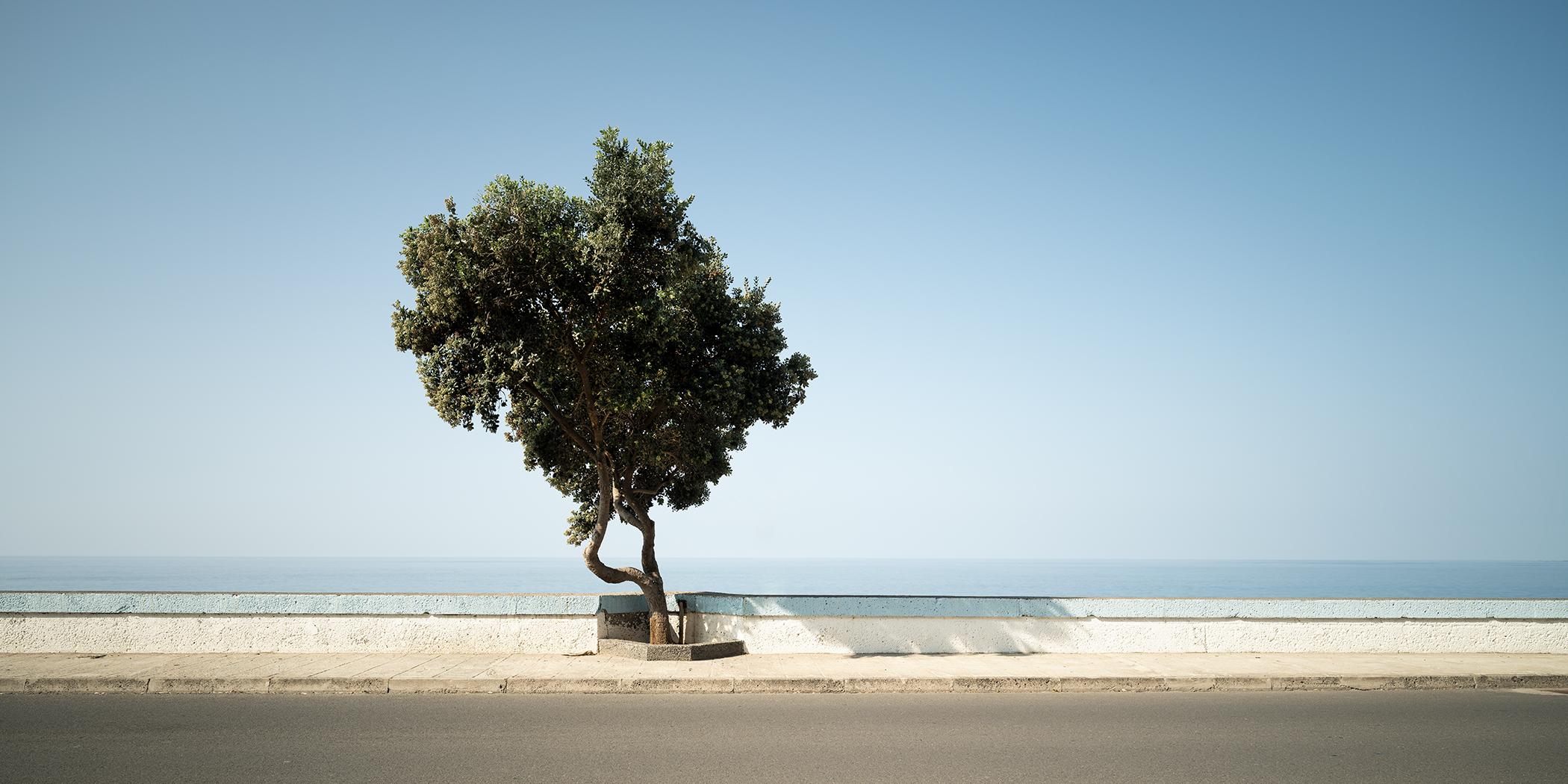 Tree Calm Sea Panorama - large color photograph landscape - limited edition
